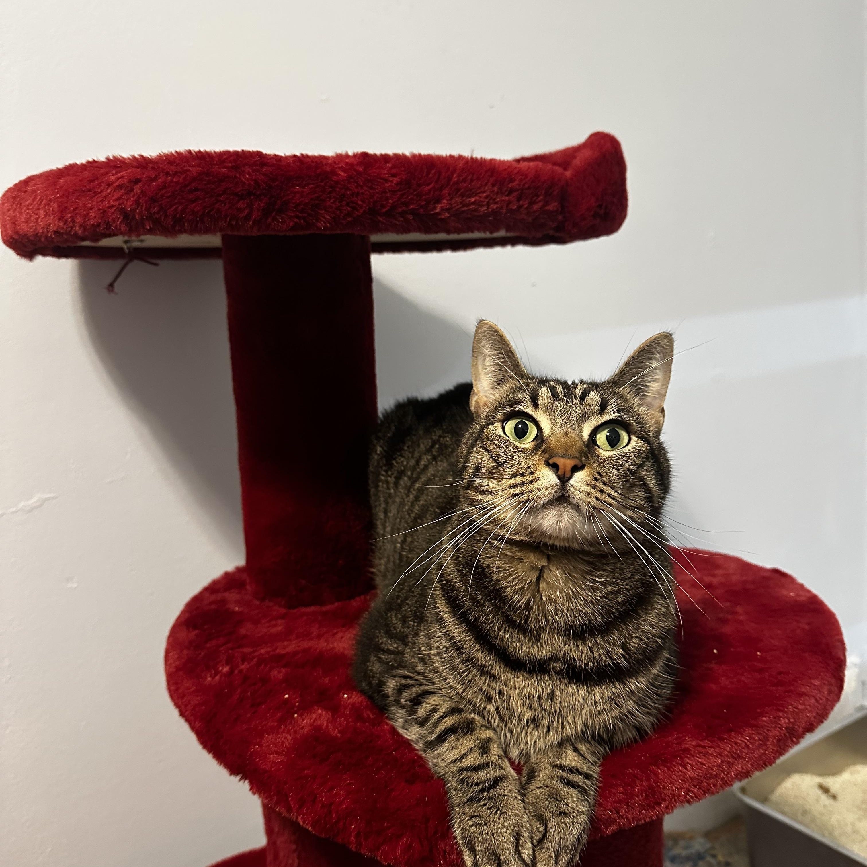 Dayes - Kuykendahl/99 Petsmart, a Adoptable Tabby in Spring, TX image 2/4