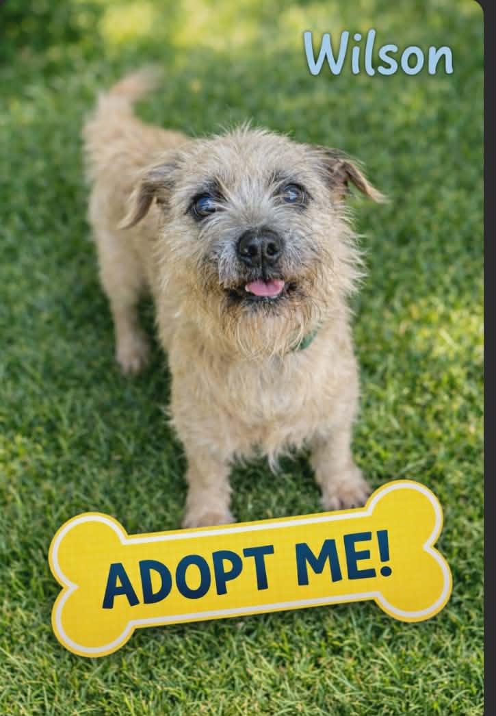 Enlarge Wilson, an adopted mixed breed in Colonial Heights, VA image 1/2