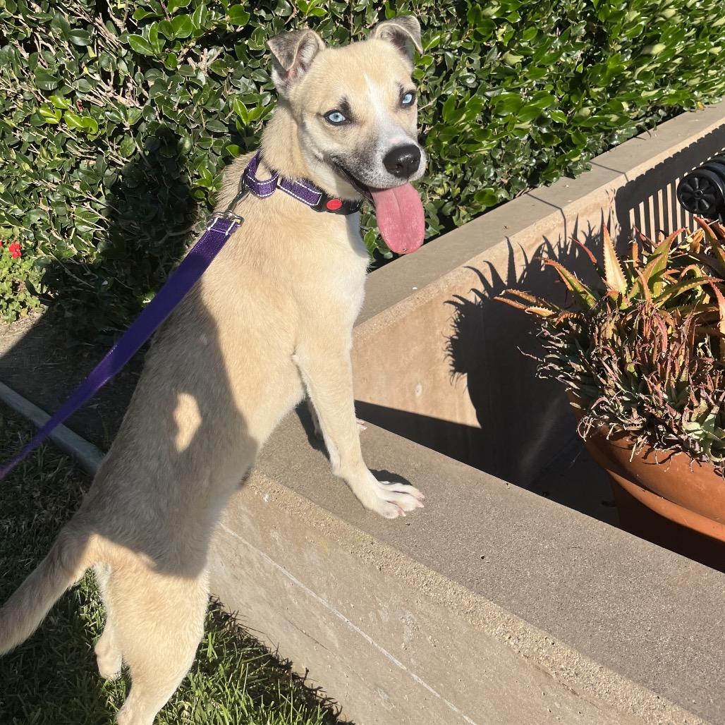 Sidney, Adoptable, Young Female Mixed Breed & Mixed Breed.