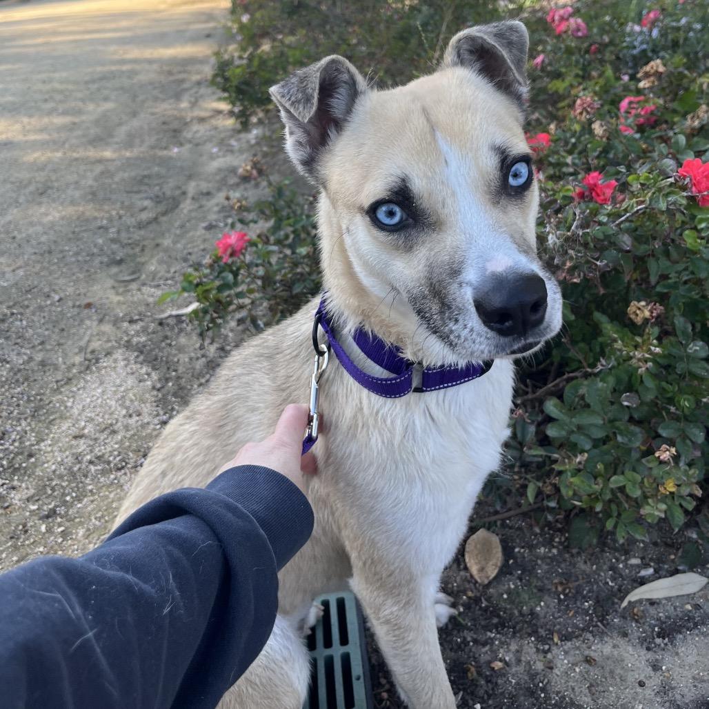 Enlarge Sidney, a Adoptable mixed breed in San Diego, CA image 1/6