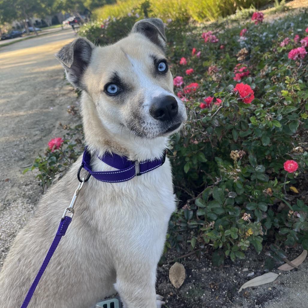 Enlarge Sidney, a Adoptable mixed breed in San Diego, CA image 3/6