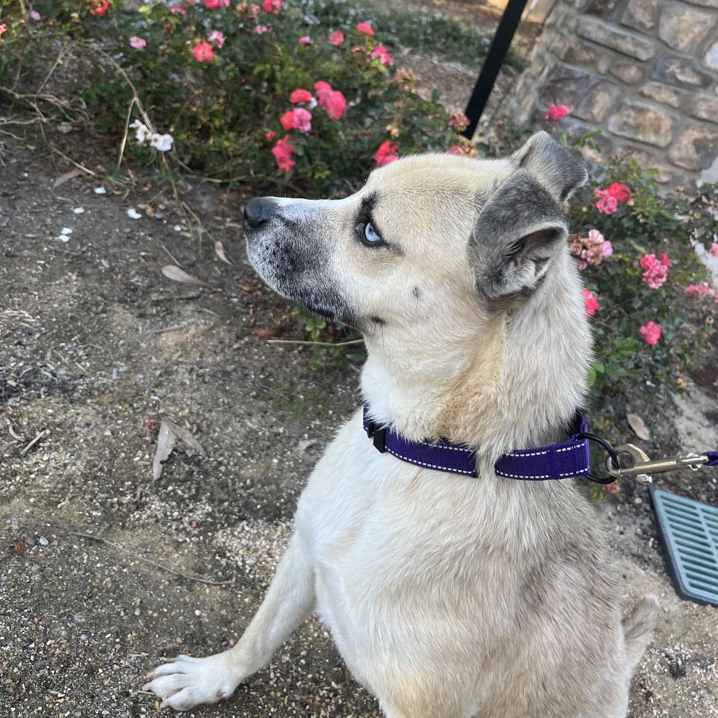 Enlarge Sidney, a Adoptable mixed breed in San Diego, CA image 4/6