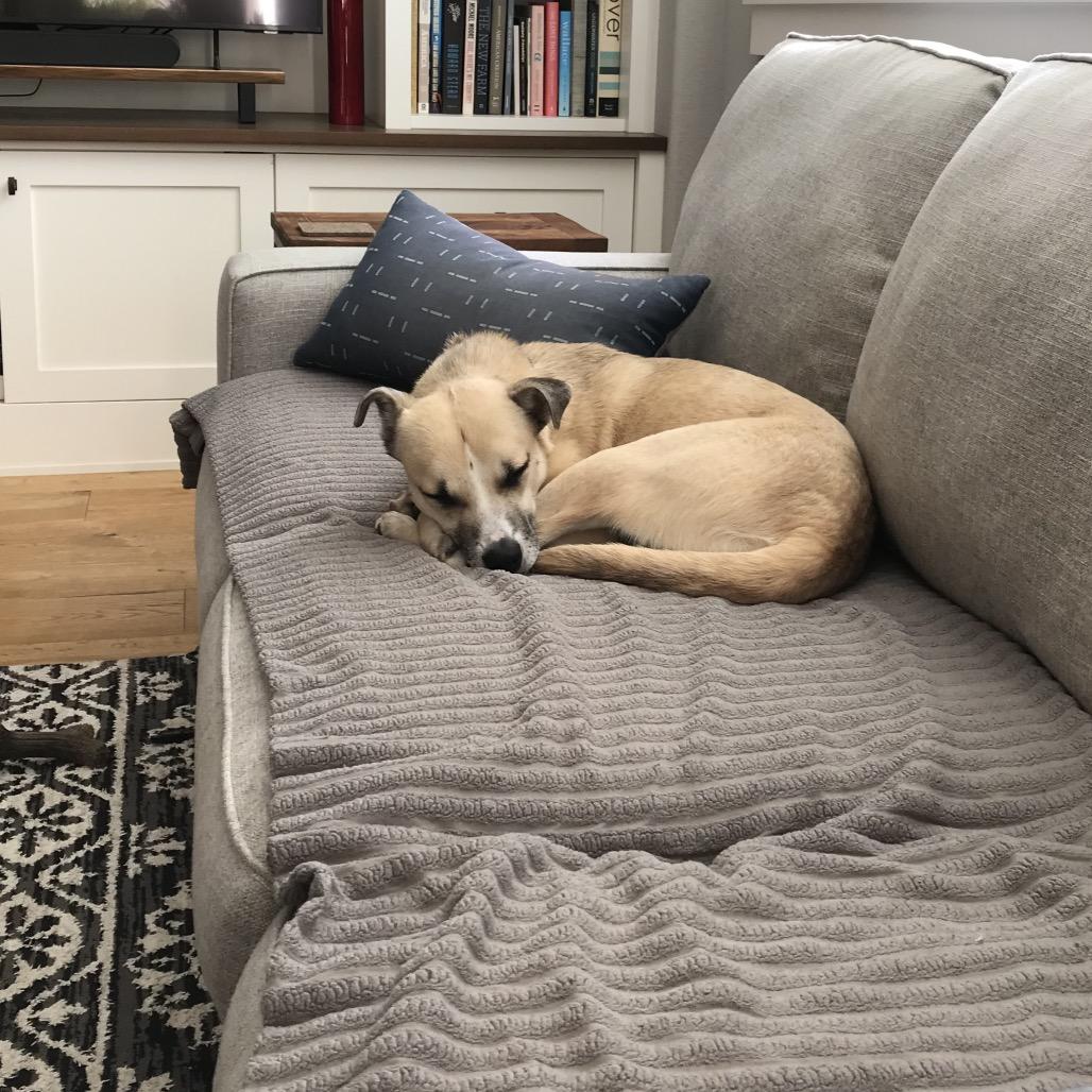 Enlarge Sidney, a Adoptable mixed breed in San Diego, CA image 6/6