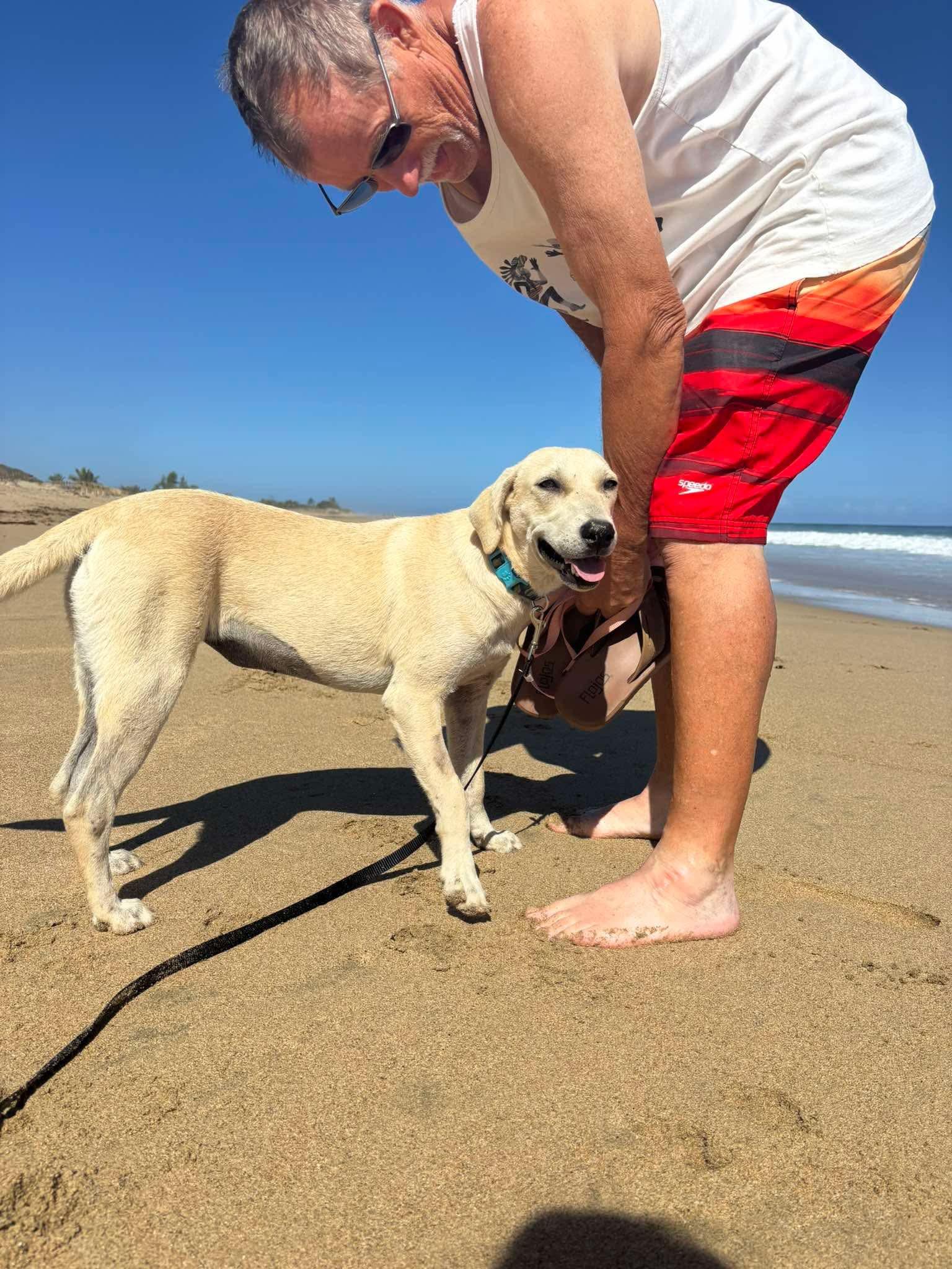 Cream - Creamsicle, a Adopted mixed breed in ISABELA, PR image 3/6
