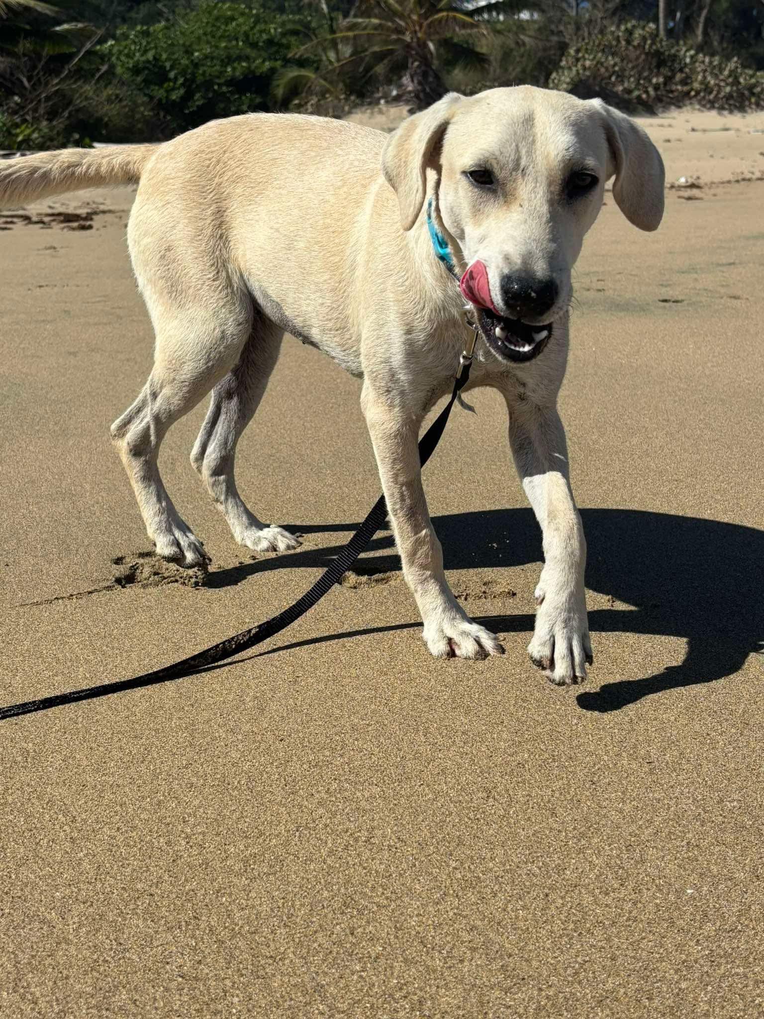 Cream - Creamsicle, a Adopted mixed breed in ISABELA, PR image 1/6