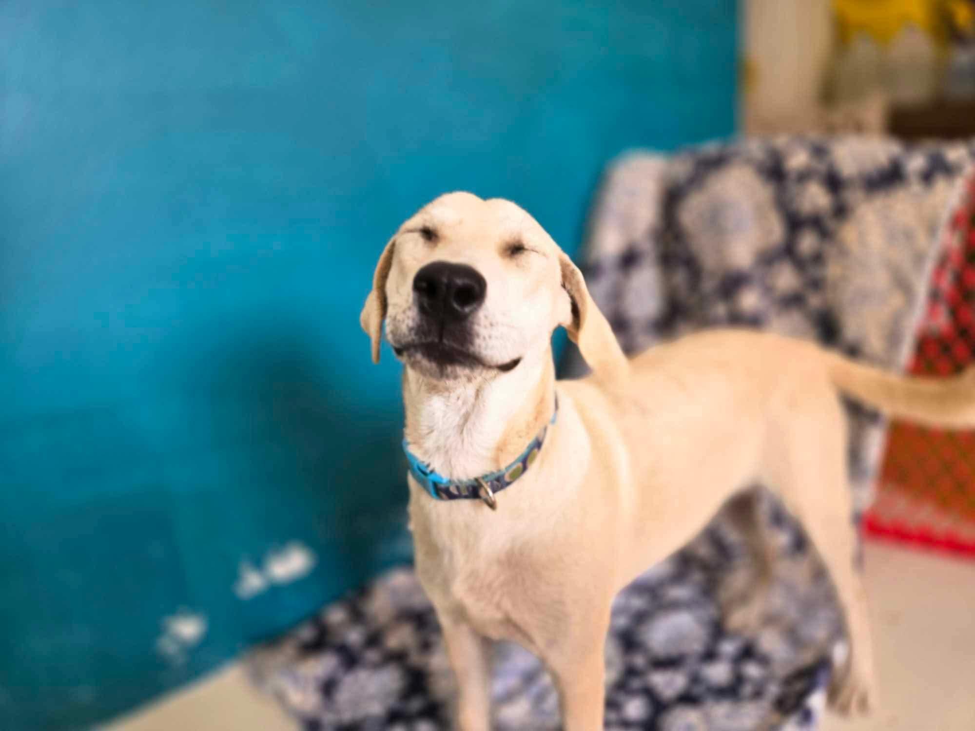 Cream - Creamsicle, a Adopted mixed breed in ISABELA, PR image 5/6