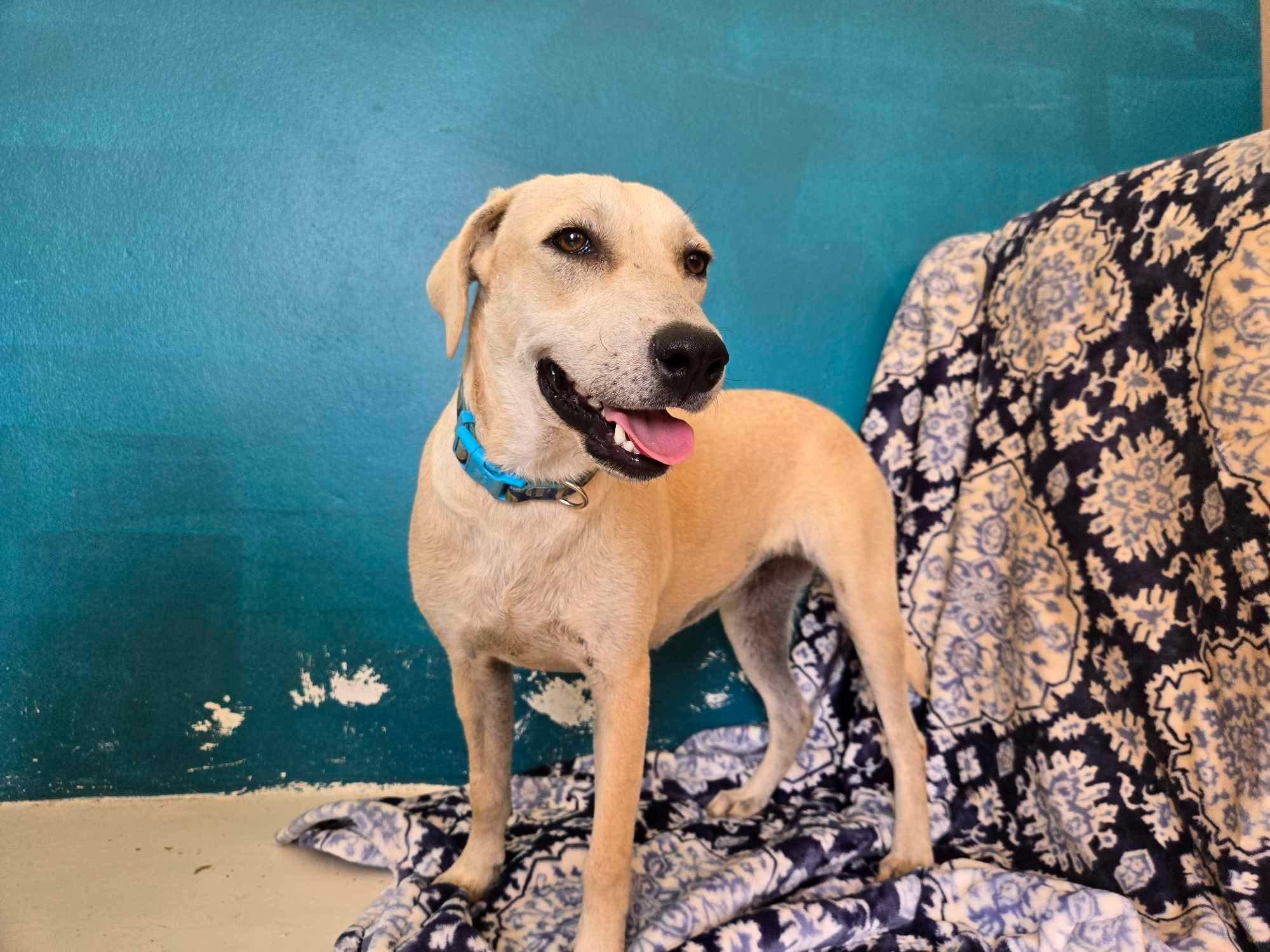 Cream - Creamsicle, a Adopted mixed breed in ISABELA, PR image 6/6