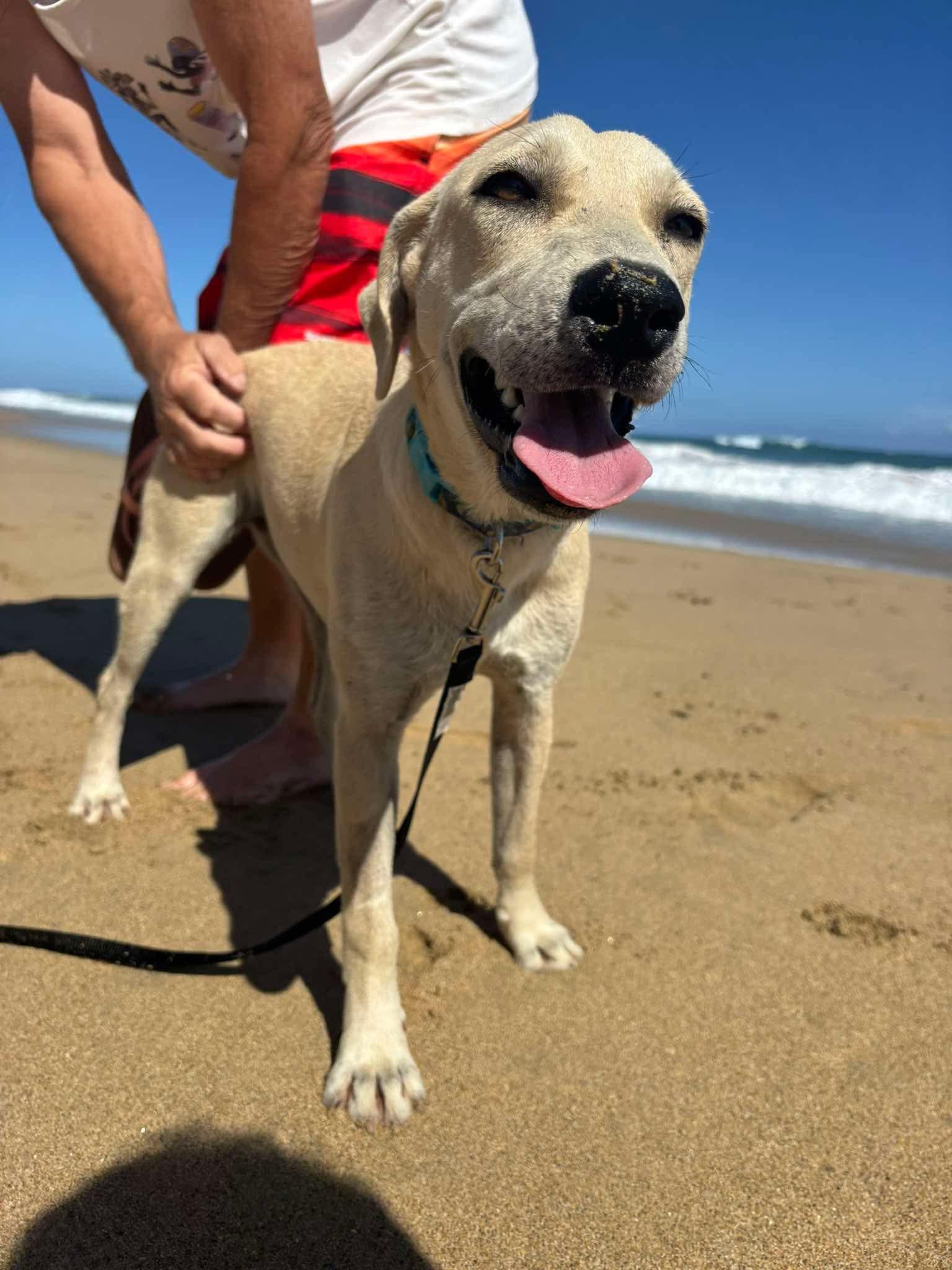 Cream - Creamsicle, a Adopted mixed breed in ISABELA, PR image 2/6