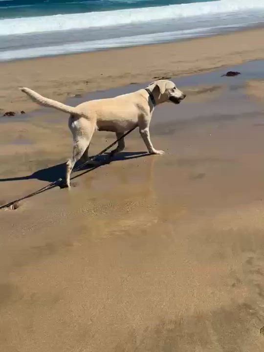 Enlarge Cream - Creamsicle, a Adopted mixed breed in ISABELA, PR video 4/6