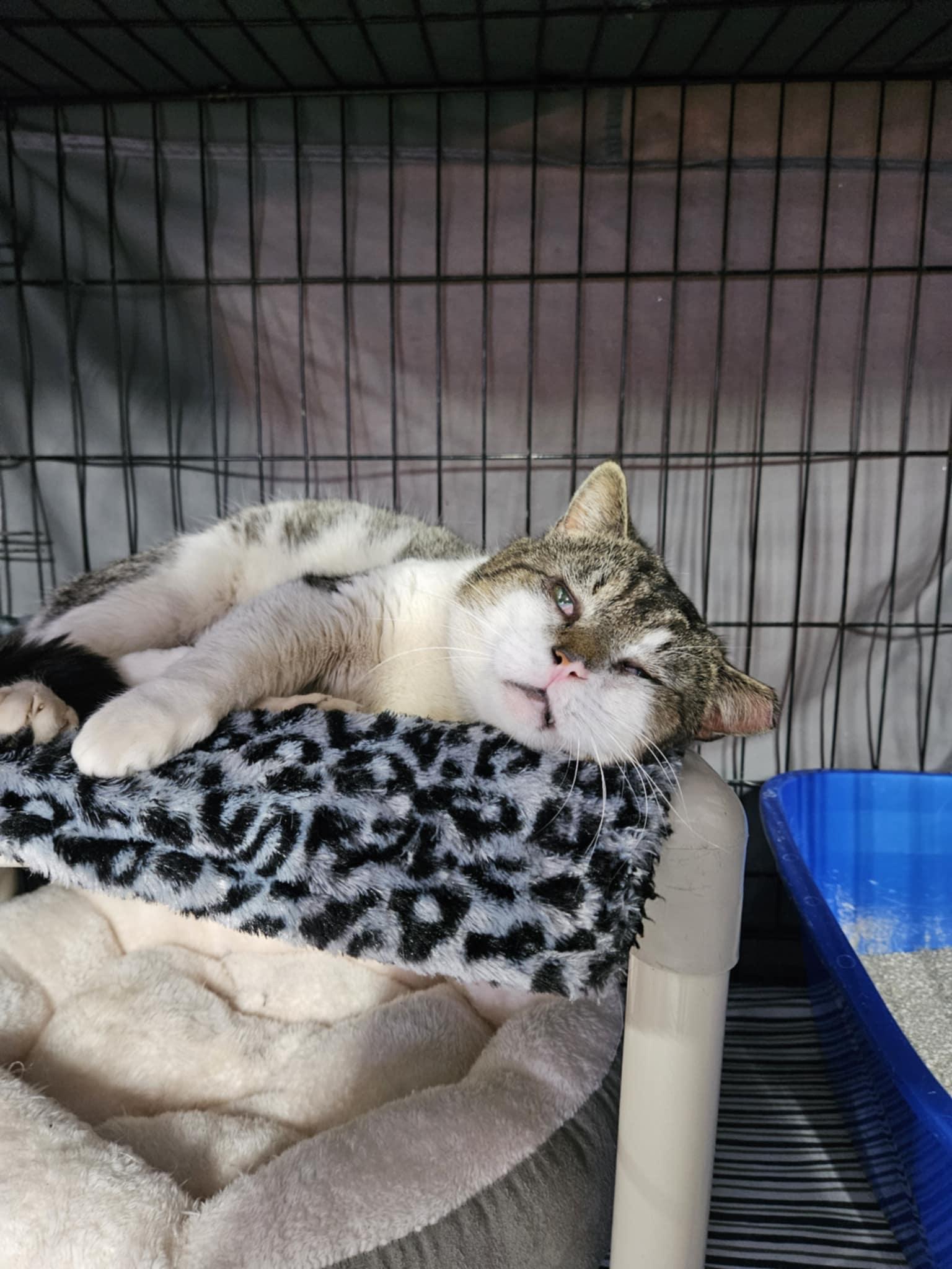 Enlarge Vernon, a Adopted Domestic Short Hair in Hillside, NJ image 2/3