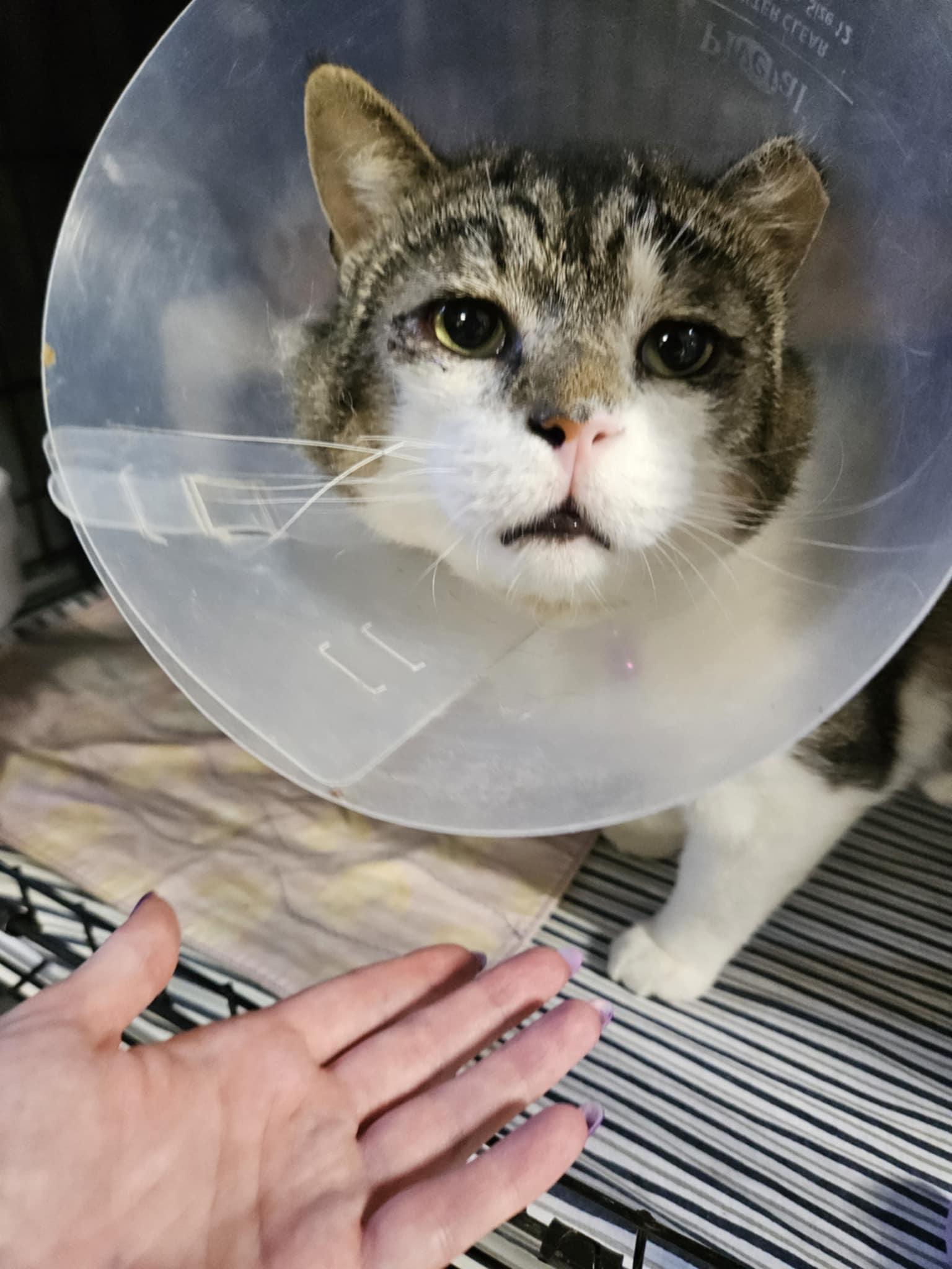 Vernon, Adopted, Adult Male Domestic Short Hair.