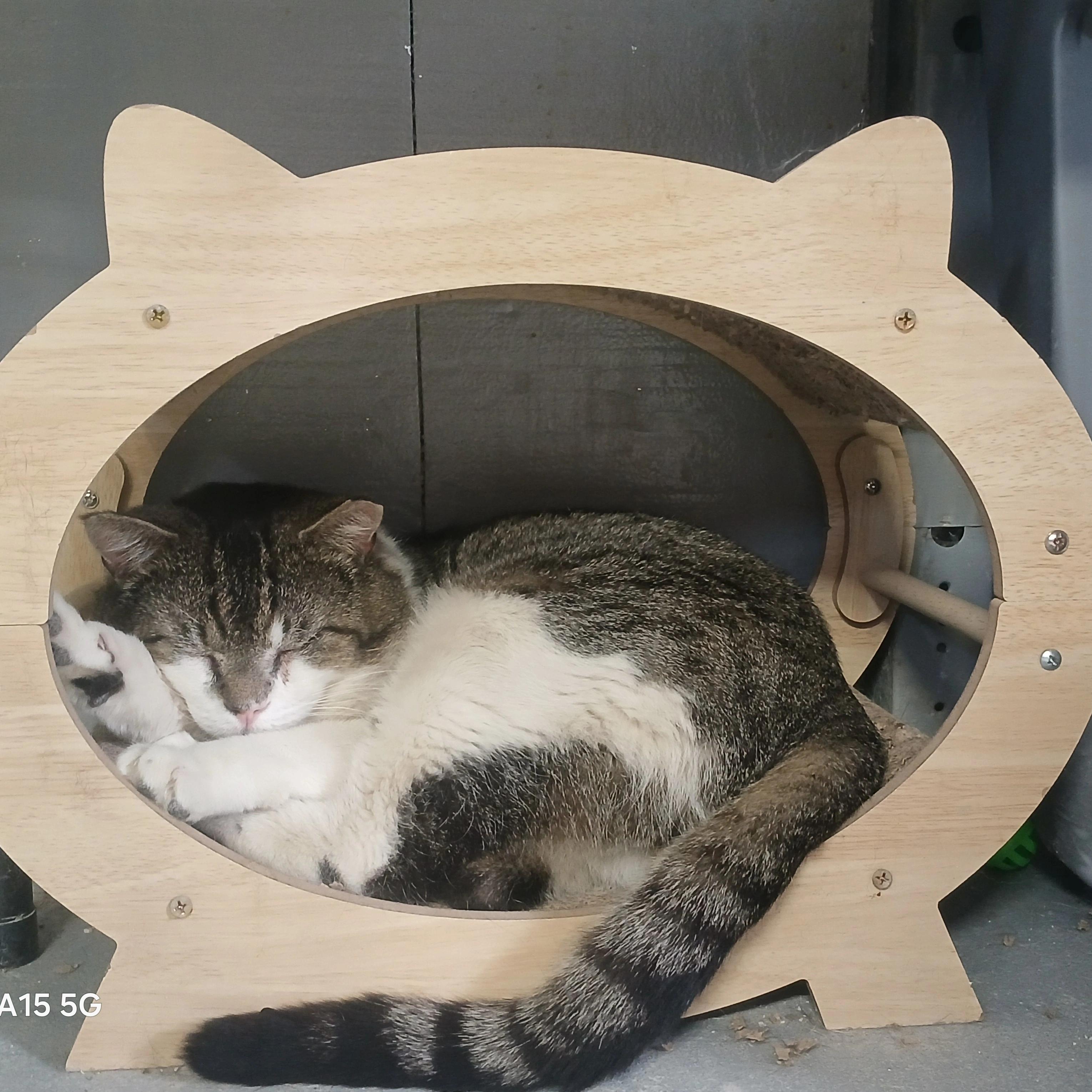 Enlarge Vernon, a Adopted Domestic Short Hair in Hillside, NJ image 3/3