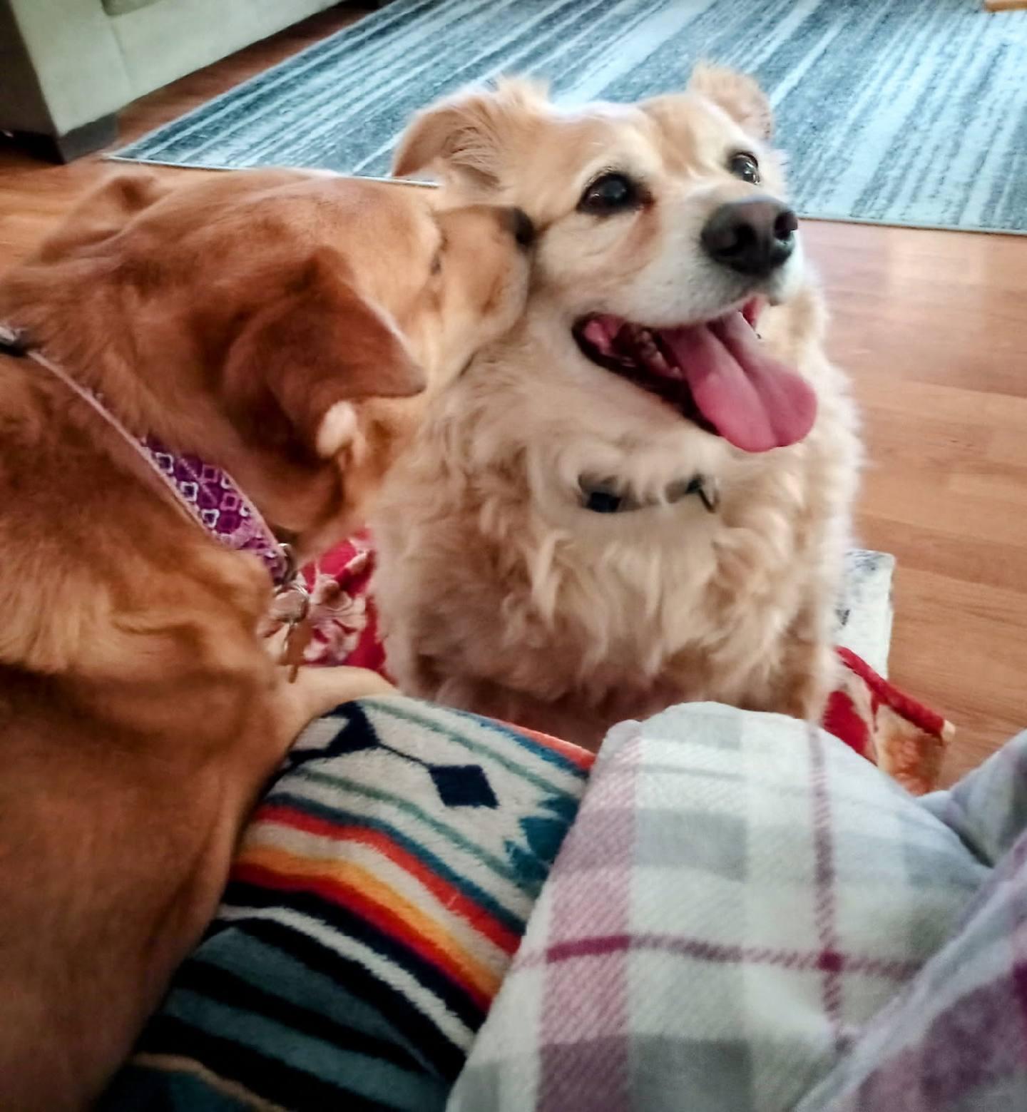 Enlarge Buster, too, a Adopted mixed breed in Capon Bridge, WV image 1/3