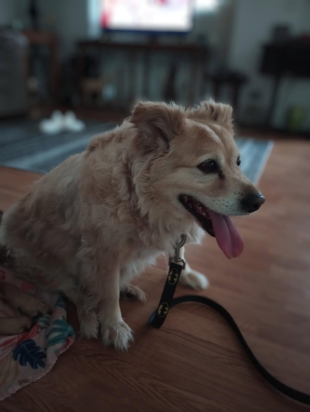 Enlarge Buster, too, a Adopted mixed breed in Capon Bridge, WV image 2/3