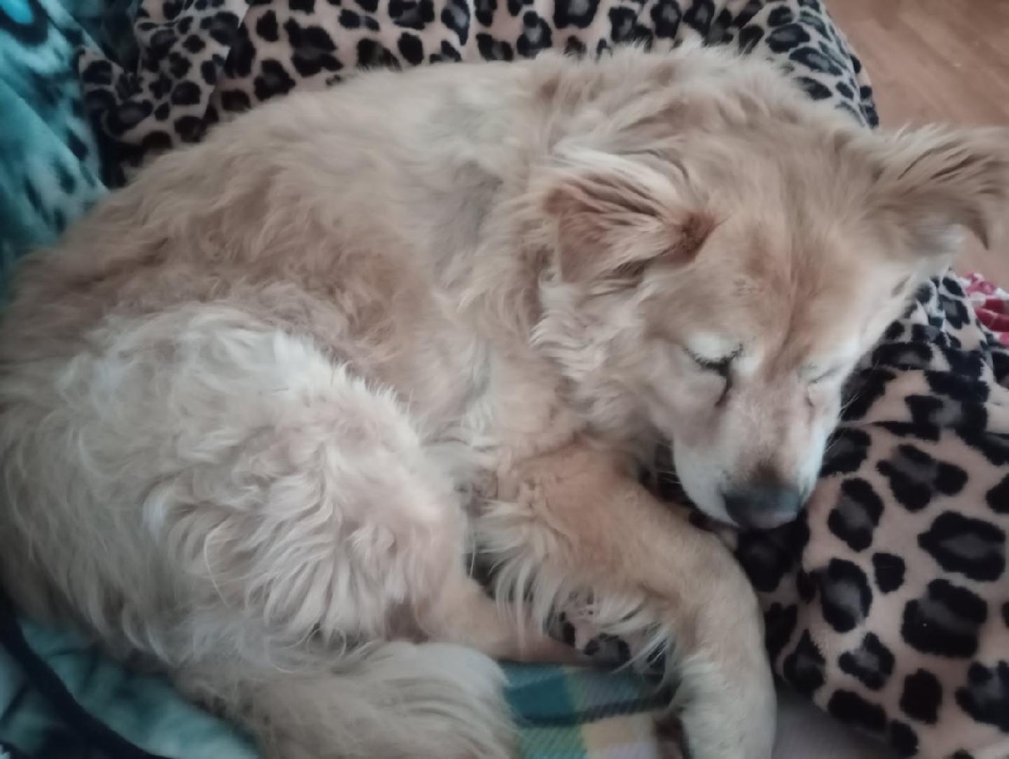 Enlarge Buster, too, a Adopted mixed breed in Capon Bridge, WV image 3/3