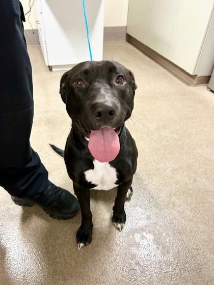 Debbie, Adoptable, Young Female Labrador Retriever & American Staffordshire Terrier.