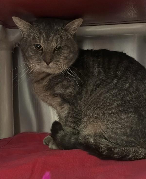 Enlarge Zurbert, a Adoptable mixed breed in Vancouver, WA image 1/1