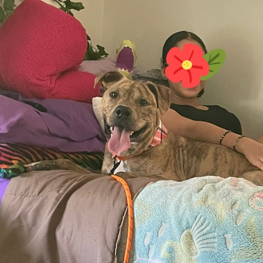 Enlarge Bodhi, a Adoptable mixed breed in Jersey City, NJ image 6/6