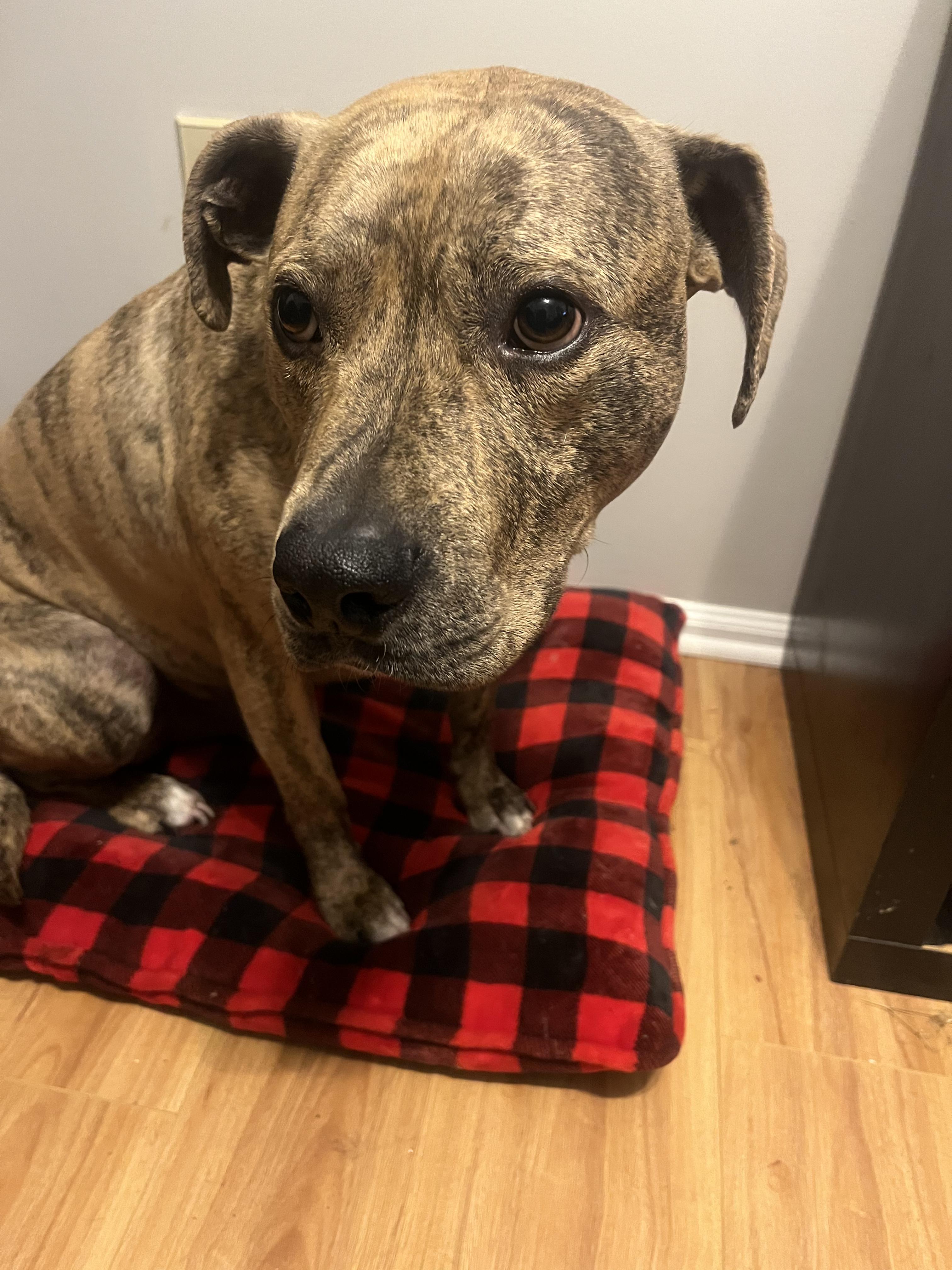 Enlarge Bodhi, a Adoptable mixed breed in Jersey City, NJ image 1/6