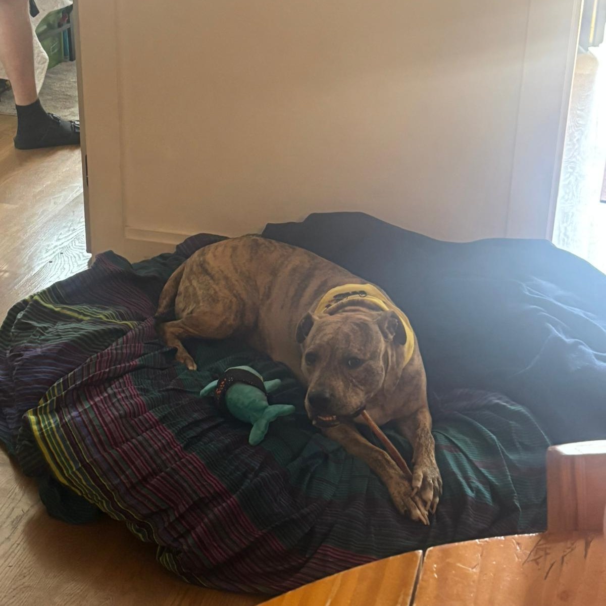 Enlarge Bodhi, a Adoptable mixed breed in Jersey City, NJ image 3/6