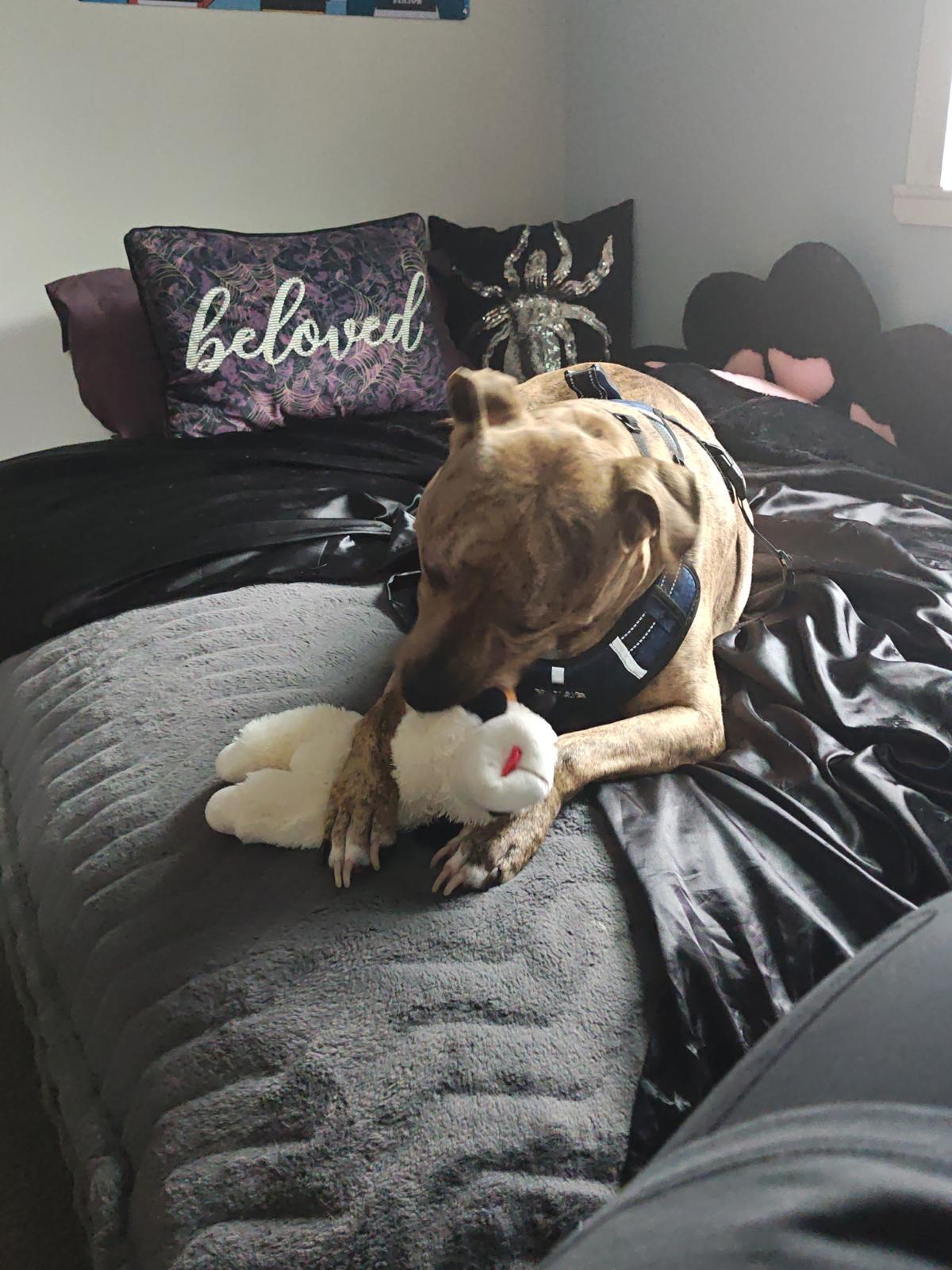 Enlarge Bodhi, a Adoptable mixed breed in Cinnaminson, NJ image 1/6