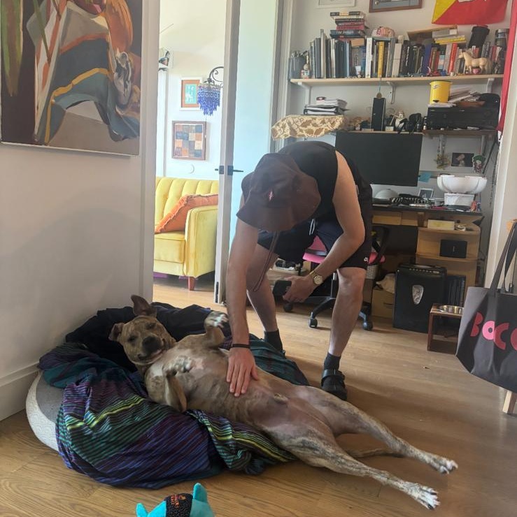 Enlarge Bodhi, a Adoptable mixed breed in Jersey City, NJ image 2/6