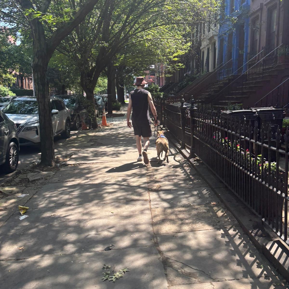 Enlarge Bodhi, a Adoptable mixed breed in Jersey City, NJ image 4/6