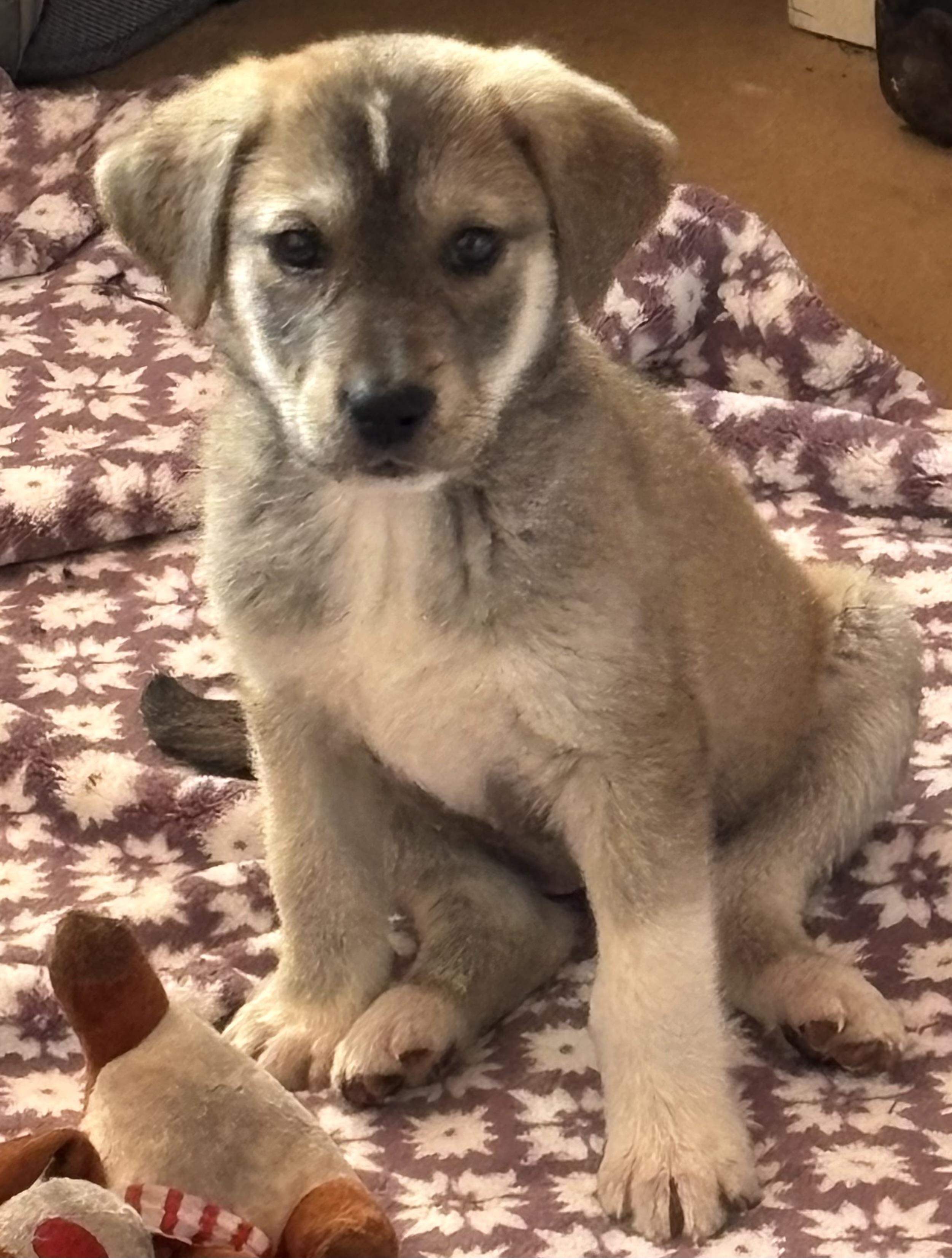 Tiffany, adopted, Puppy Female German Shepherd Dog & Husky.
