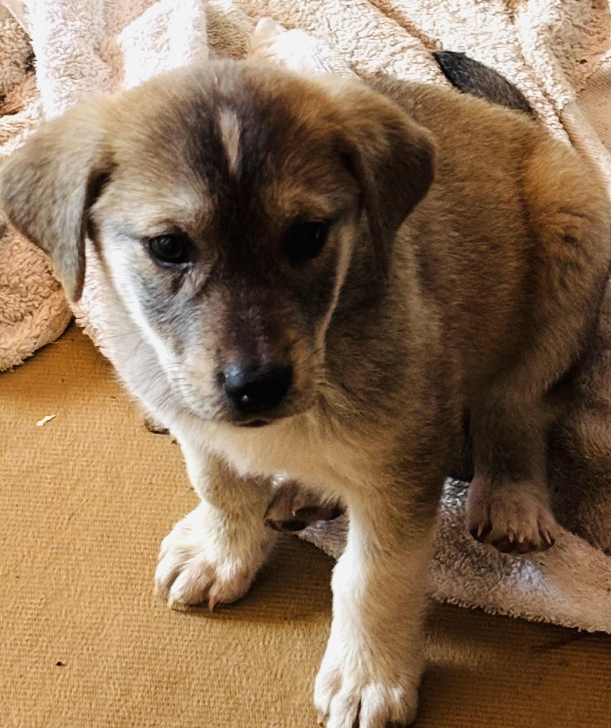 Enlarge Tiffany, an adopted mixed breed in Jacksonville, FL image 2/4