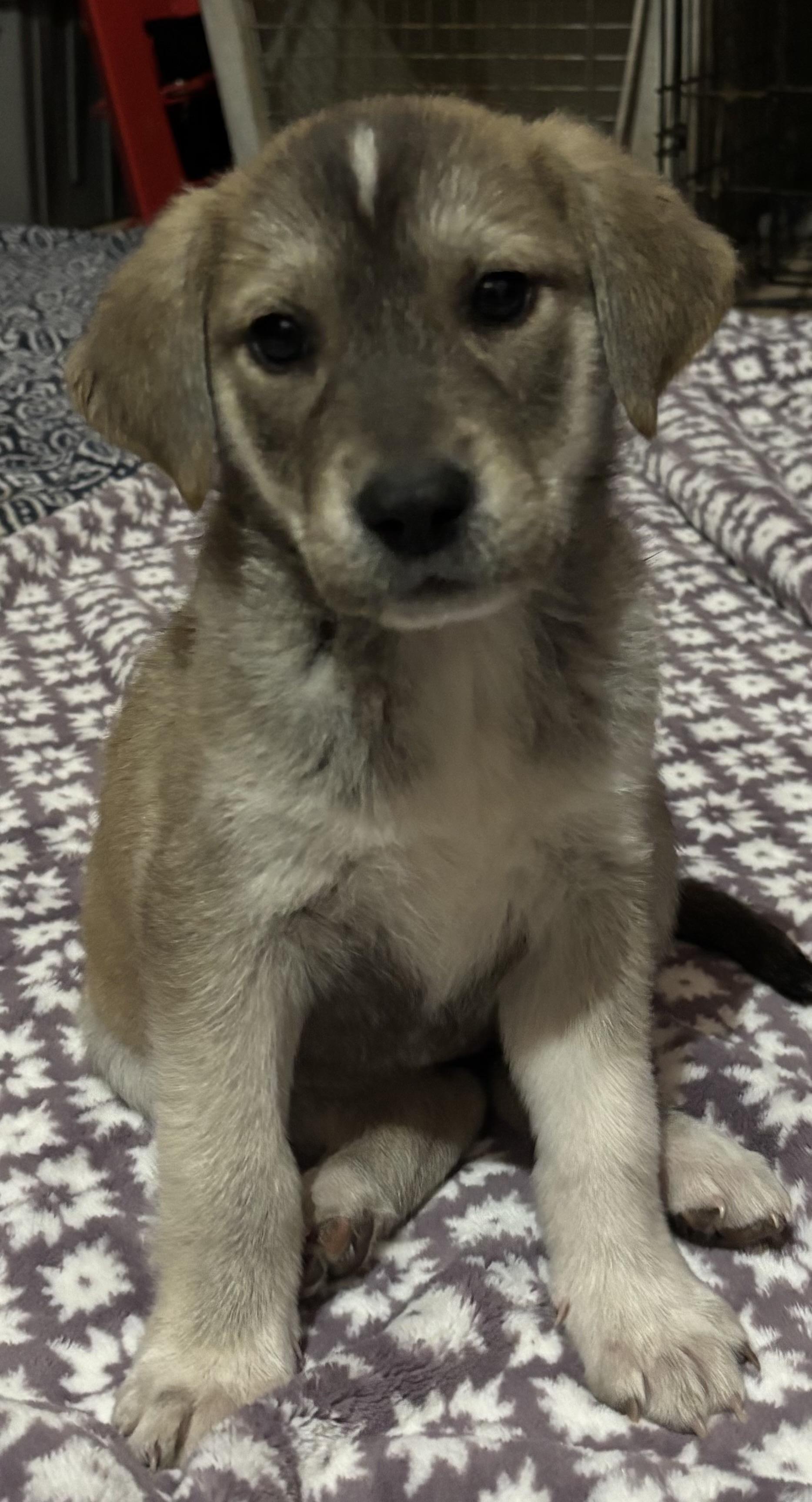 Enlarge Tiffany, an adopted mixed breed in Jacksonville, FL image 4/4