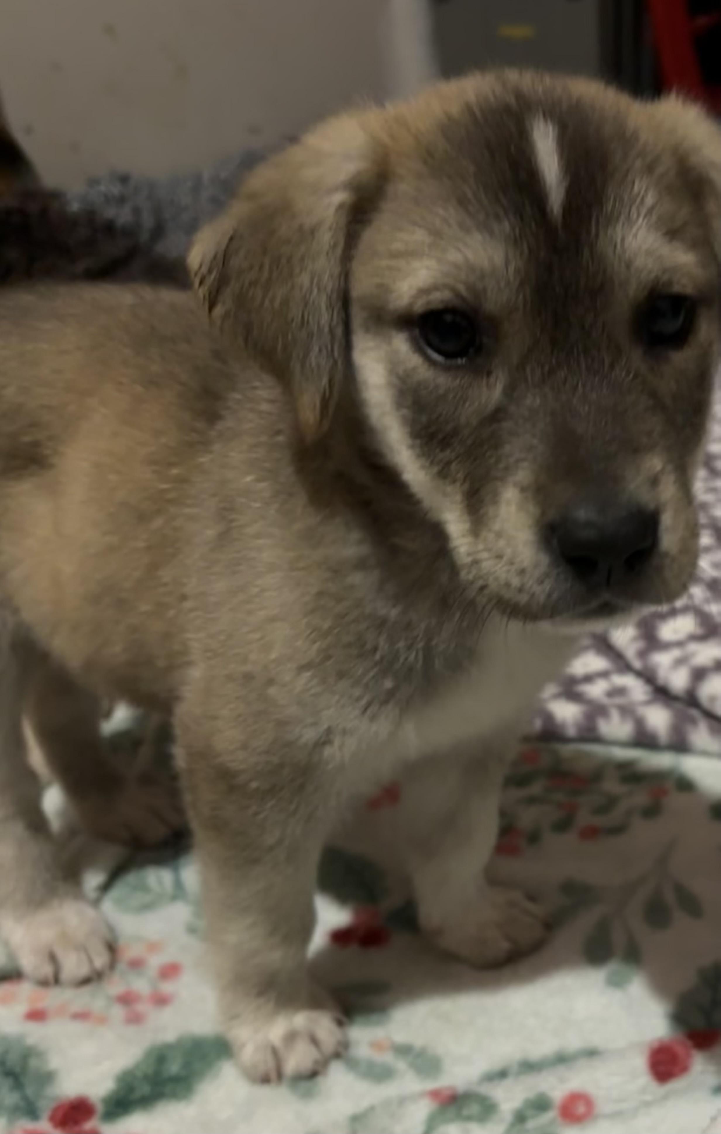 Enlarge Tiffany, an adopted mixed breed in Jacksonville, FL image 3/4