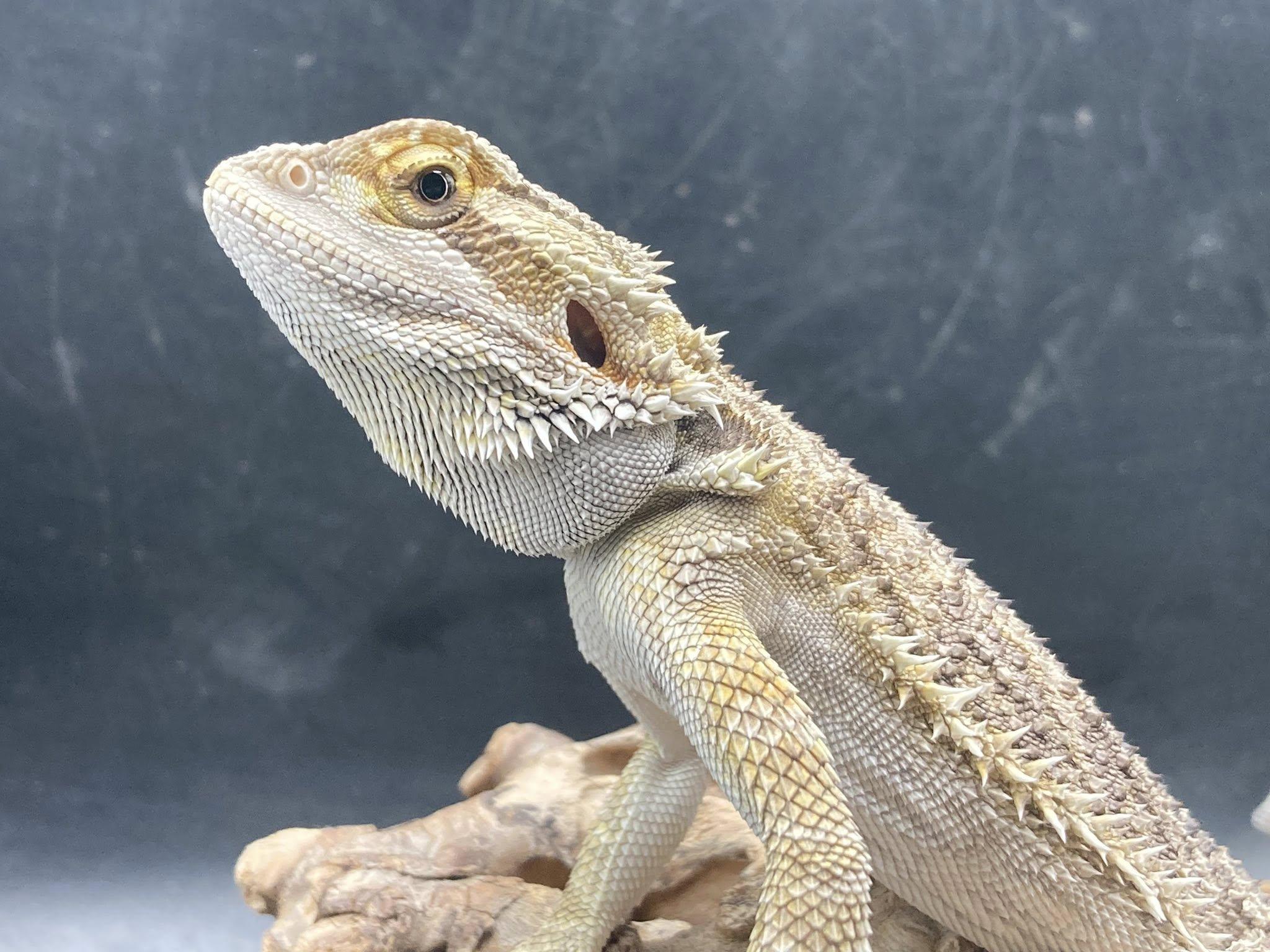 Enlarge Daryl, a Adopted Bearded Dragon in Palmerton, PA image 1/3