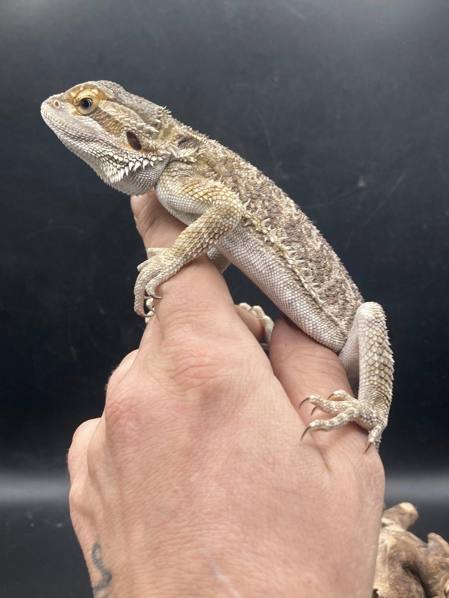 Enlarge Daryl, a Adopted Bearded Dragon in Palmerton, PA image 2/3
