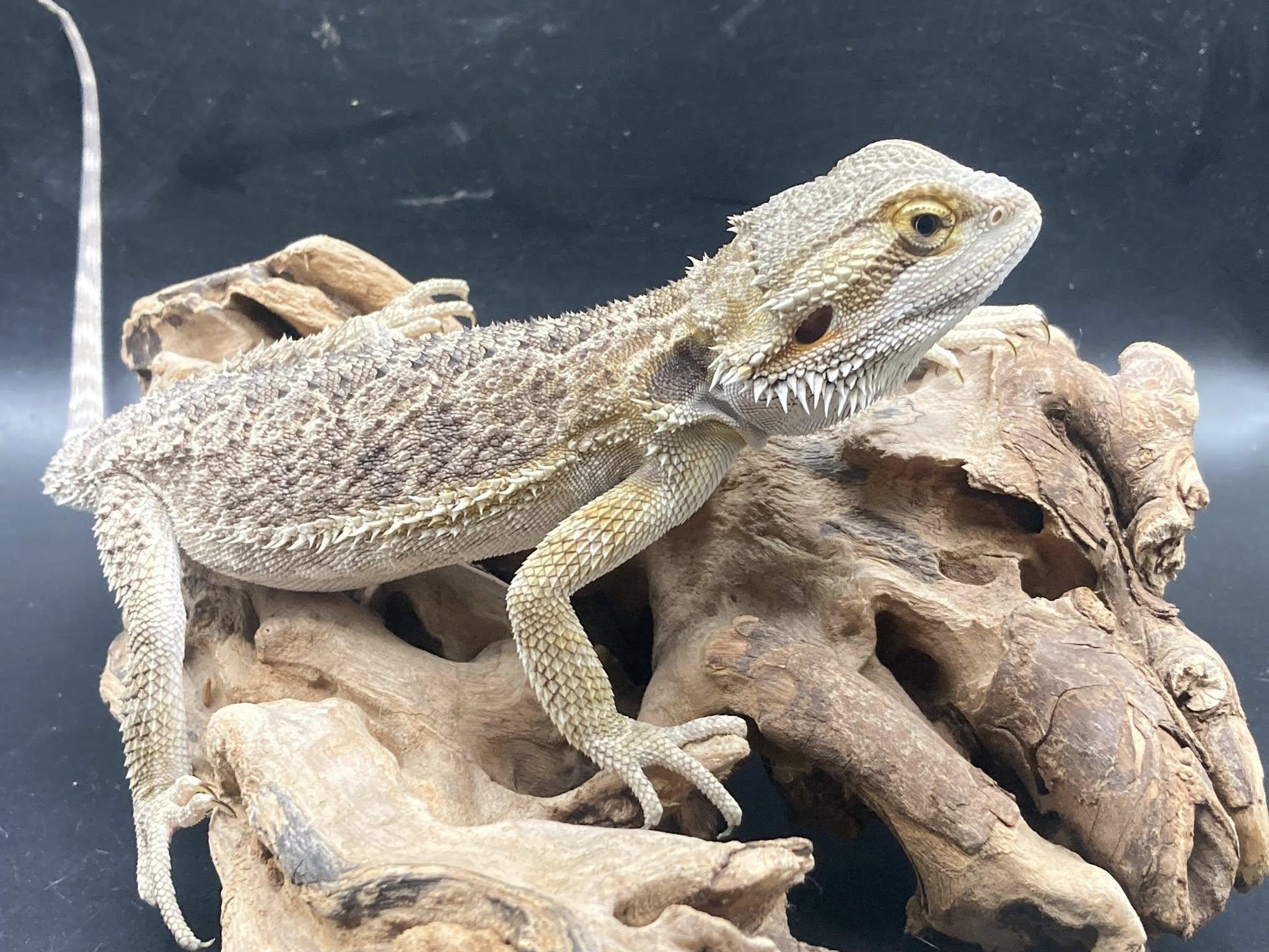 Enlarge Daryl, a Adopted Bearded Dragon in Palmerton, PA image 3/3