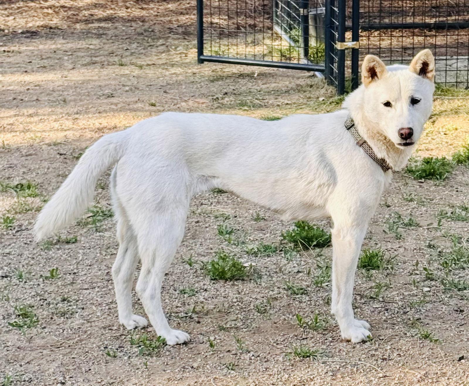 Enlarge Shellie aka Portland, a Adoptable mixed breed in Capistrano Beach, CA image 1/3