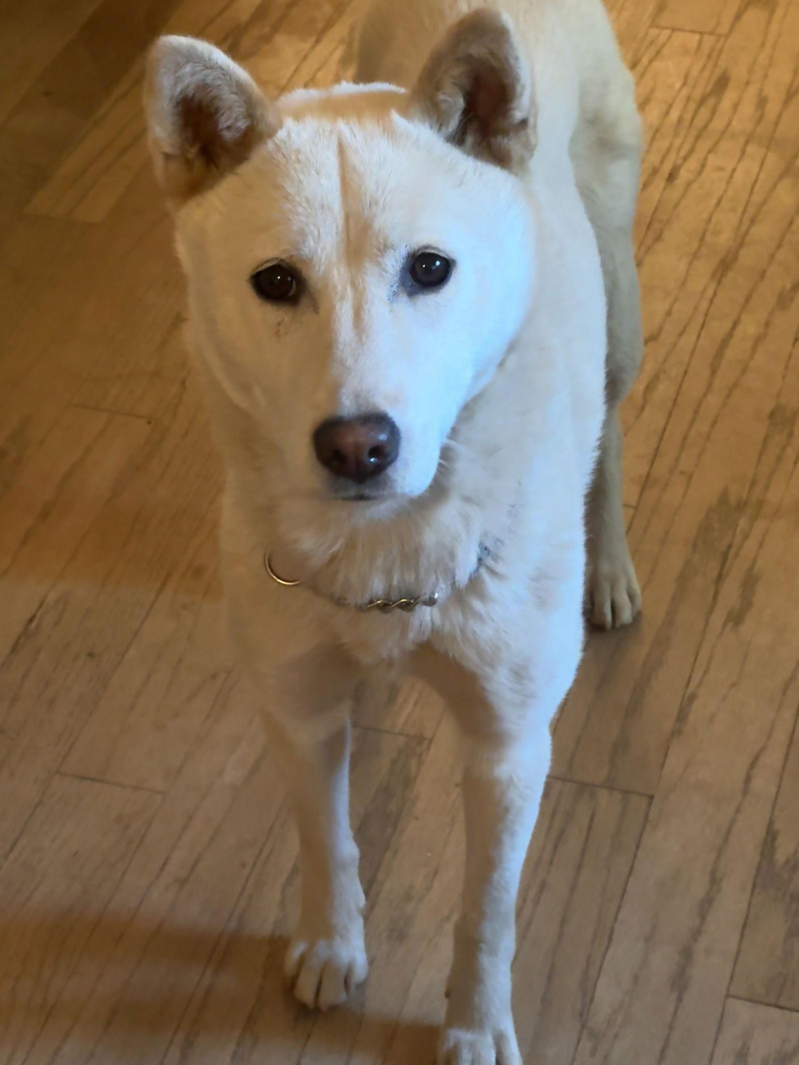 Enlarge Shellie aka Portland, a Adoptable mixed breed in Capistrano Beach, CA image 2/3