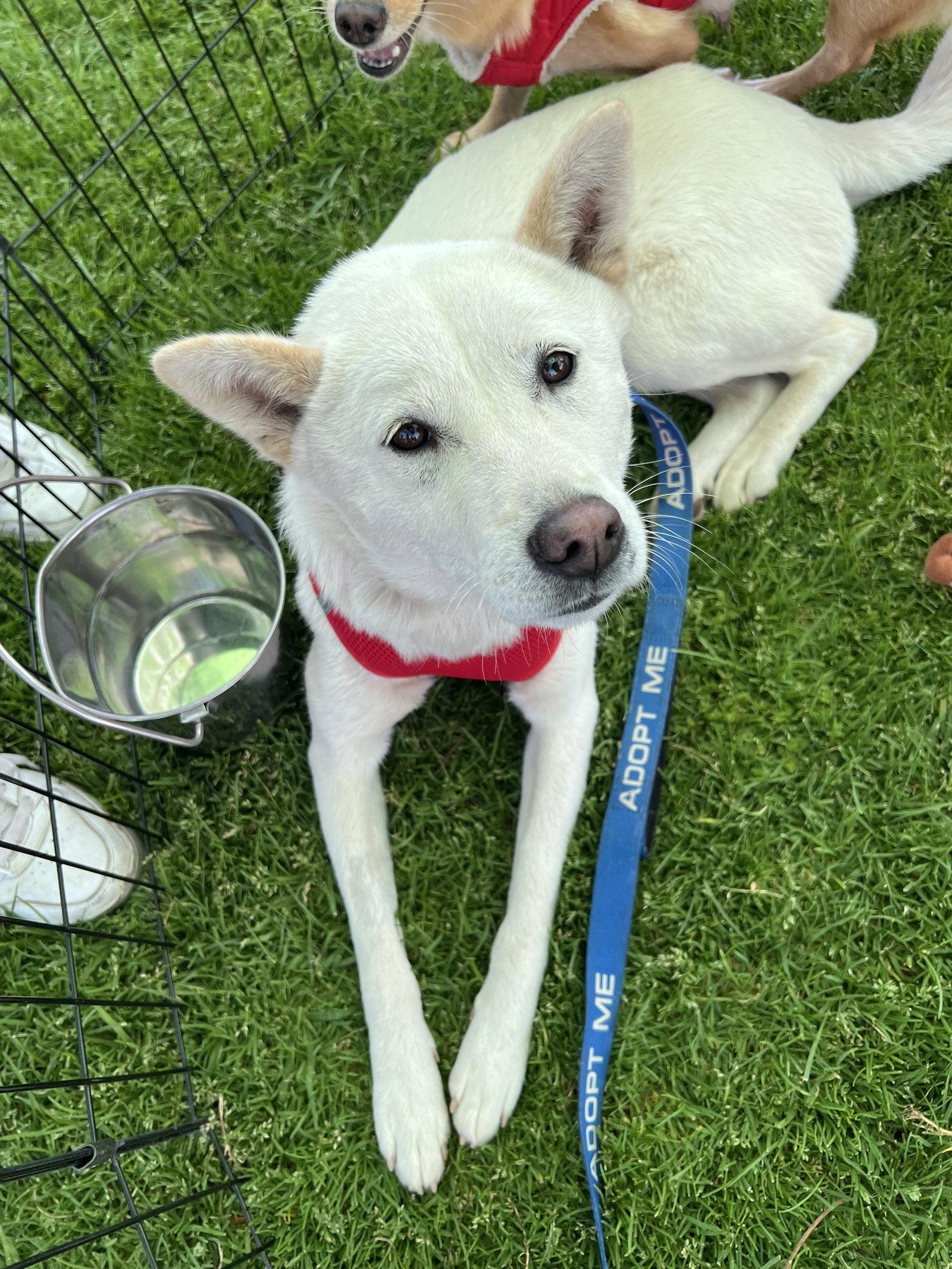 Enlarge Shellie aka Portland, a Adoptable mixed breed in Capistrano Beach, CA image 3/3