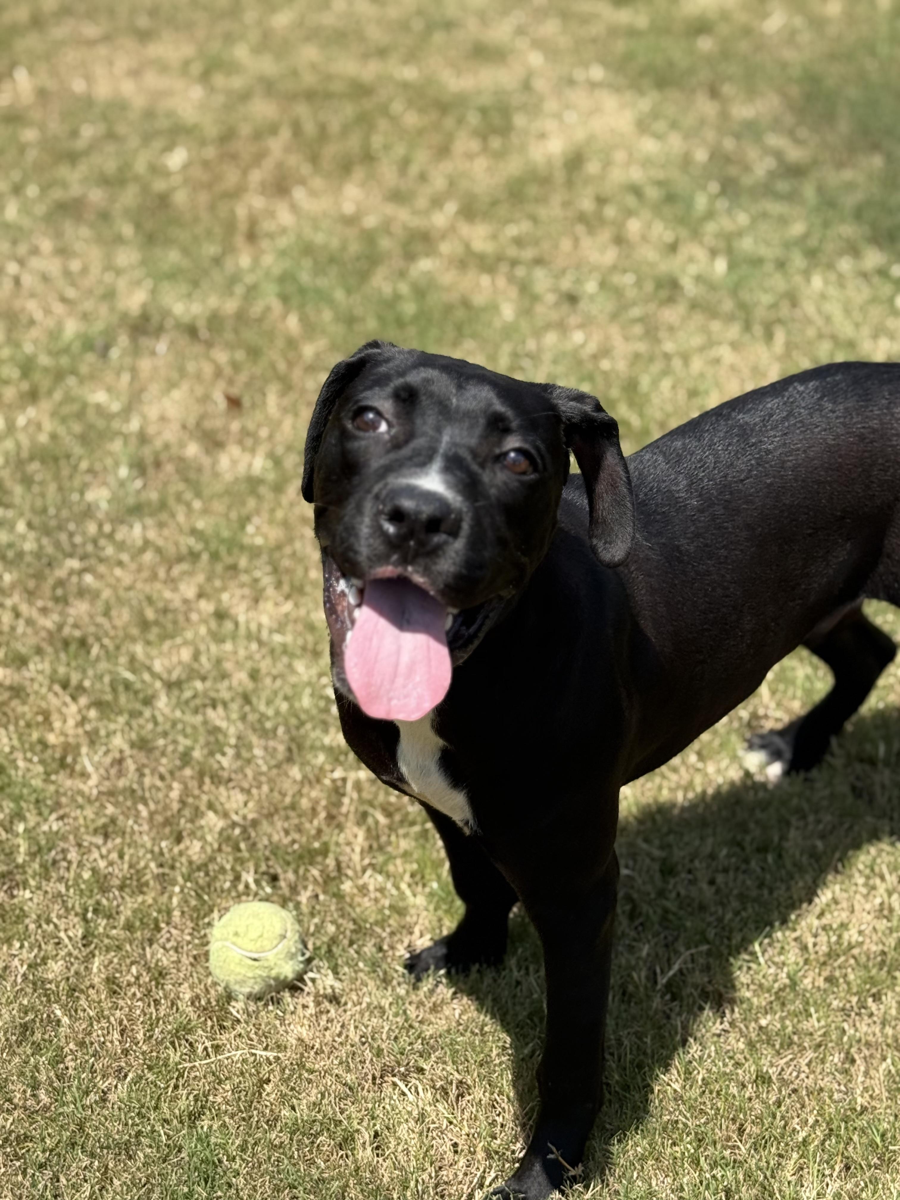 Enlarge Cole, a Adoptable Mixed Breed in Hernando, MS image 1/2