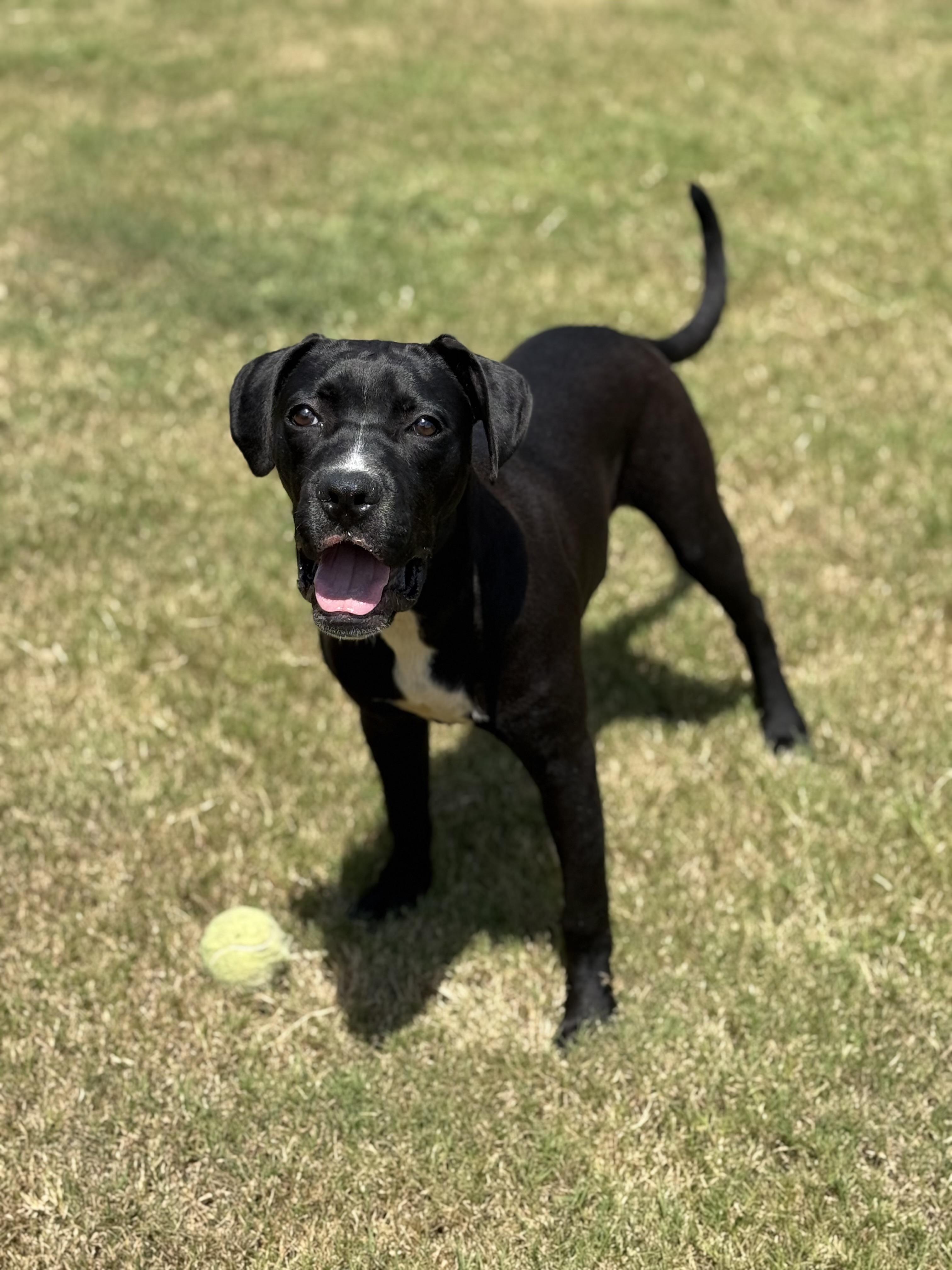 Enlarge Cole, a Adoptable Mixed Breed in Hernando, MS image 2/2