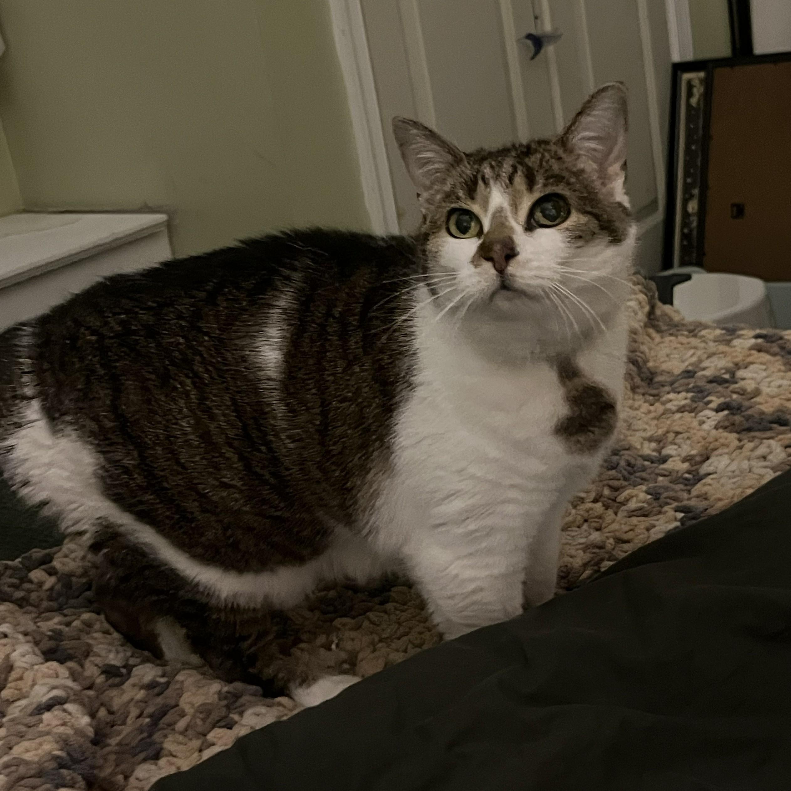 Lovey (senior lap cat), an adopted Domestic Short Hair in New Cumberland, PA image 3/6