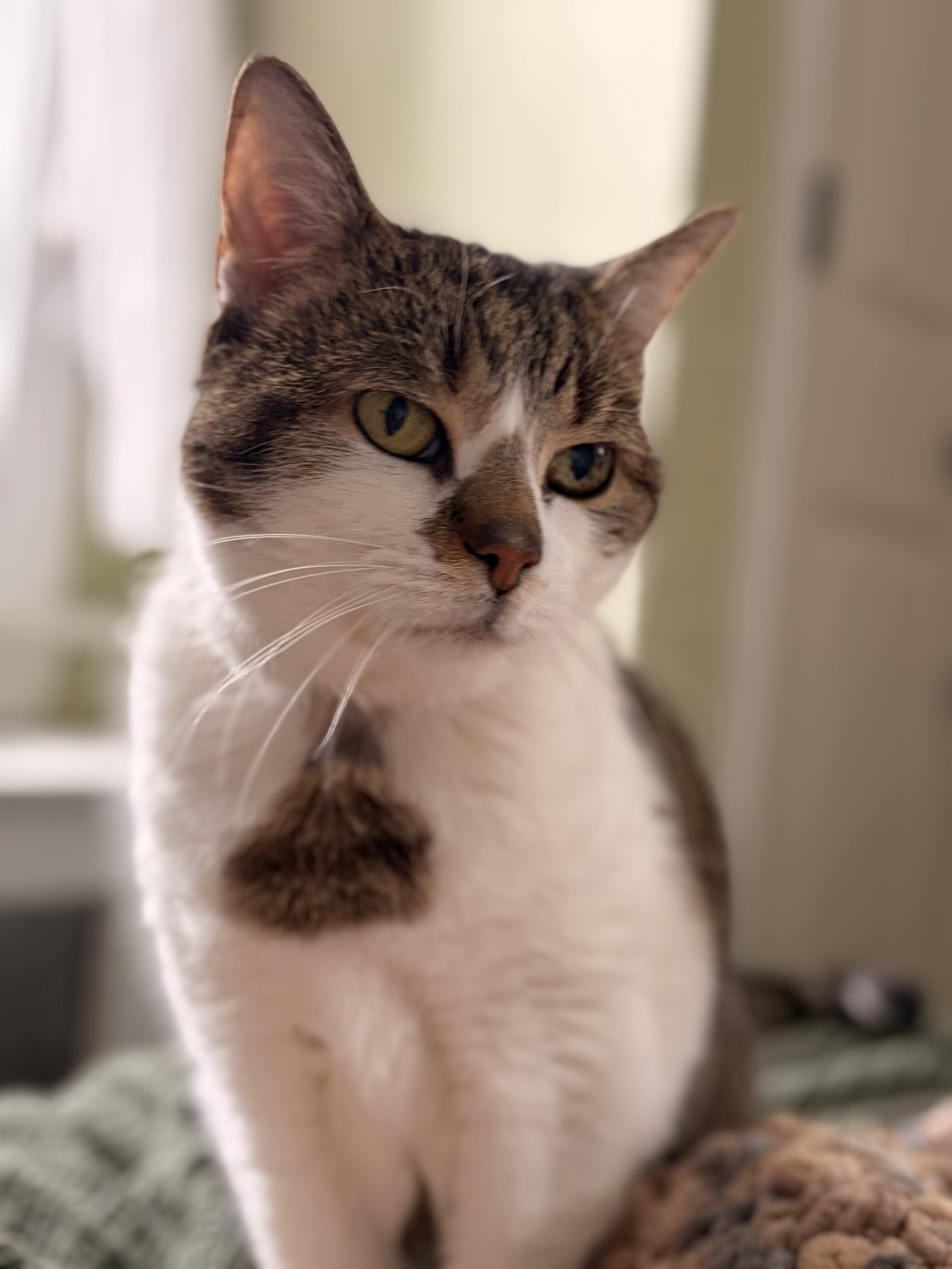 Lovey (senior lap cat), an adopted Domestic Short Hair in New Cumberland, PA image 5/6