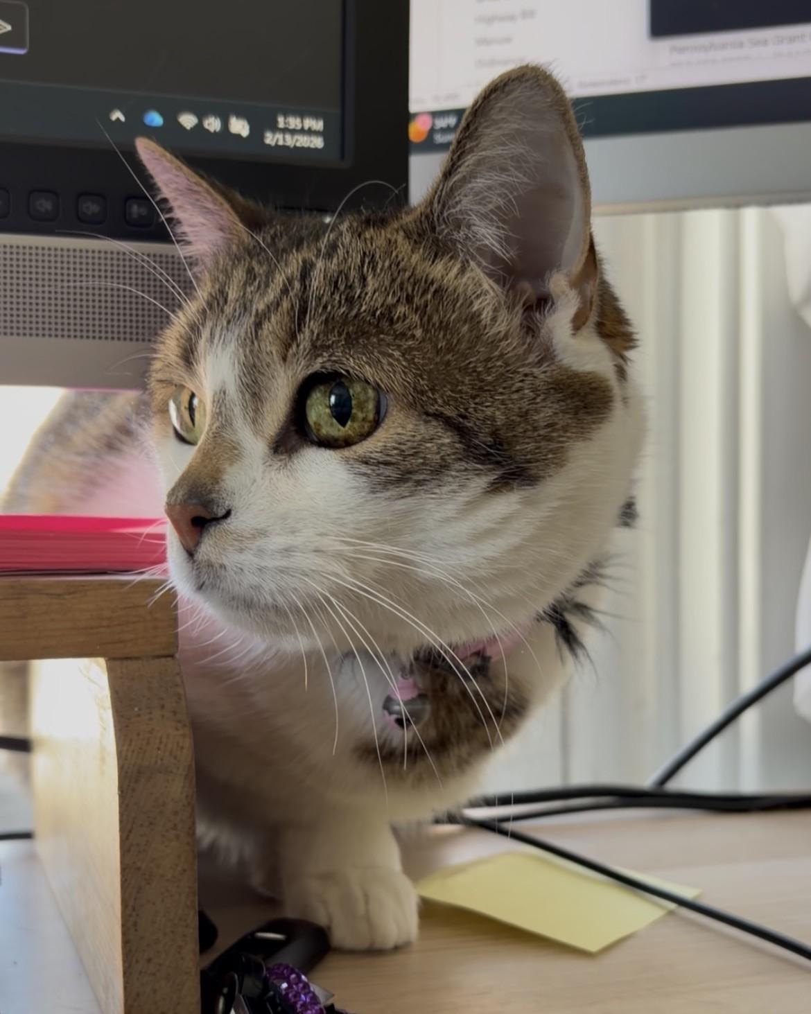 Lovey (senior lap cat), an adopted Domestic Short Hair in New Cumberland, PA image 1/6