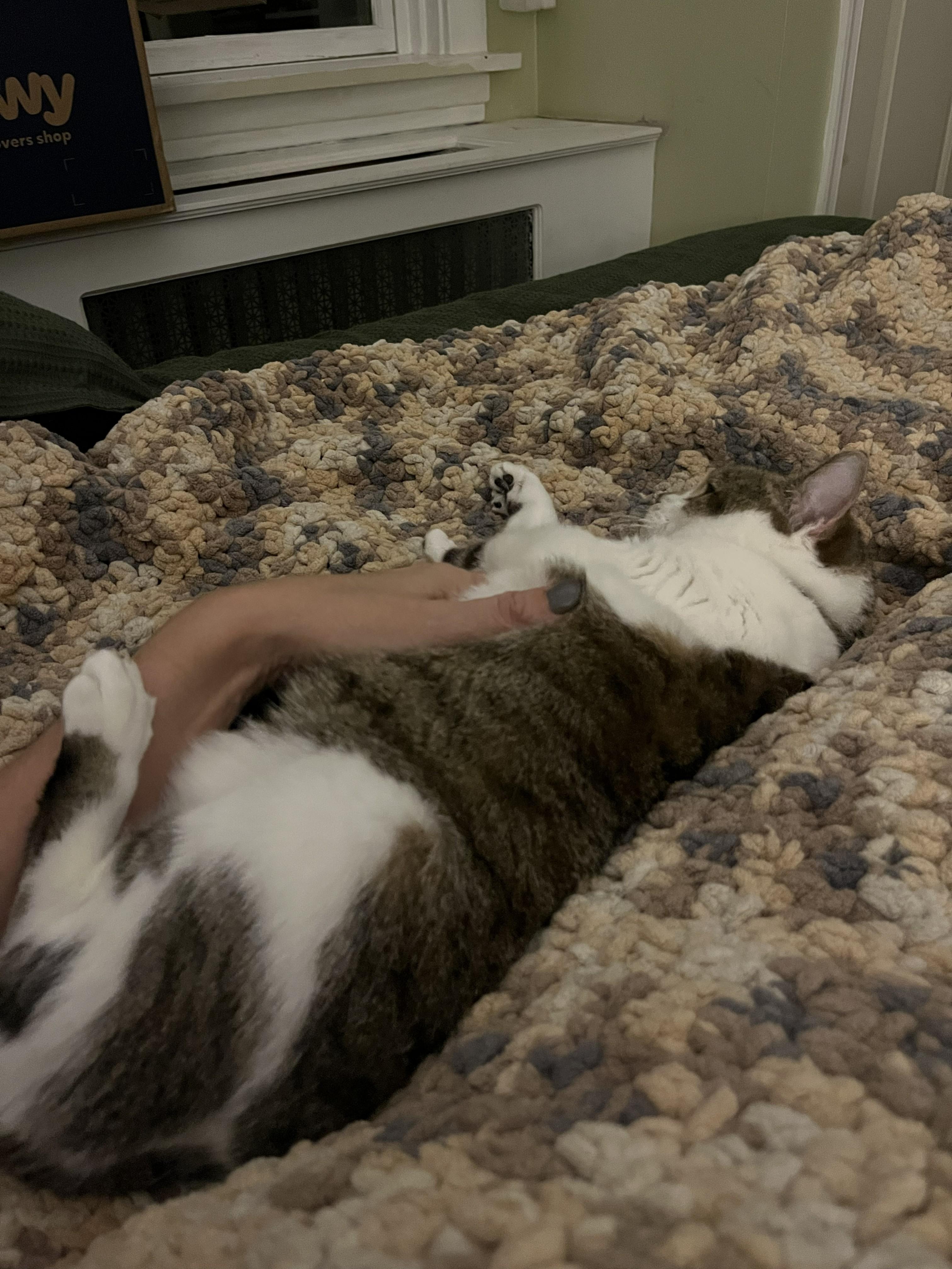 Lovey (senior lap cat), an adopted Domestic Short Hair in New Cumberland, PA image 6/6