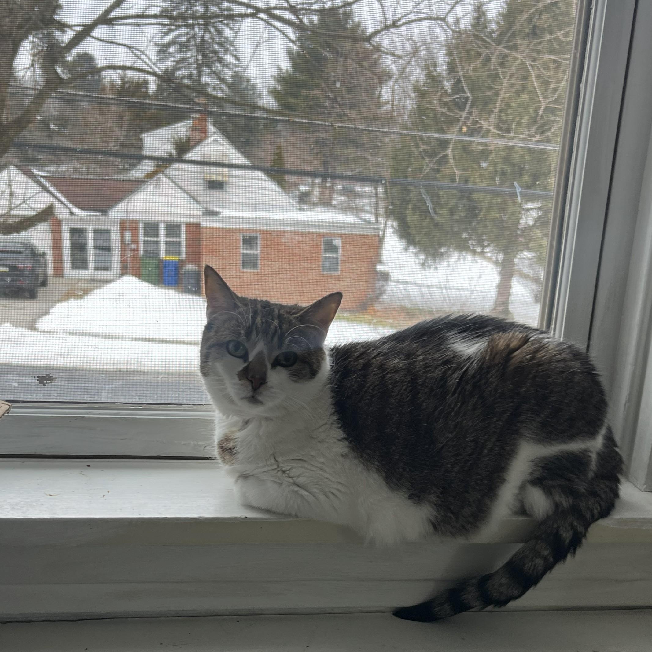 Lovey (senior lap cat), an adopted Domestic Short Hair in New Cumberland, PA image 4/6