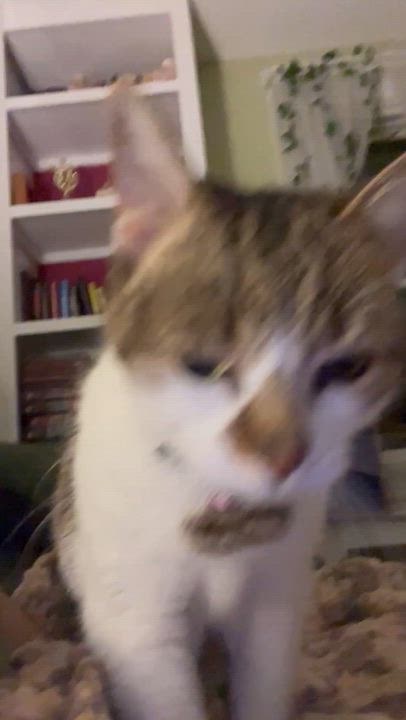 Enlarge Lovey (senior lap cat), an adopted Domestic Short Hair in New Cumberland, PA video 2/6