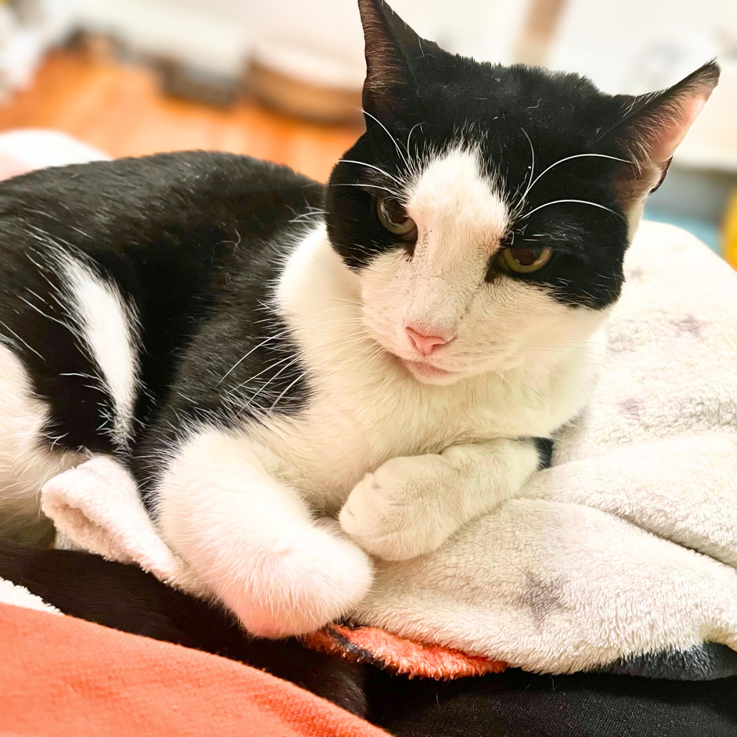 Mix, a ADOPTABLE mixed breed in New York, NY image 4/6