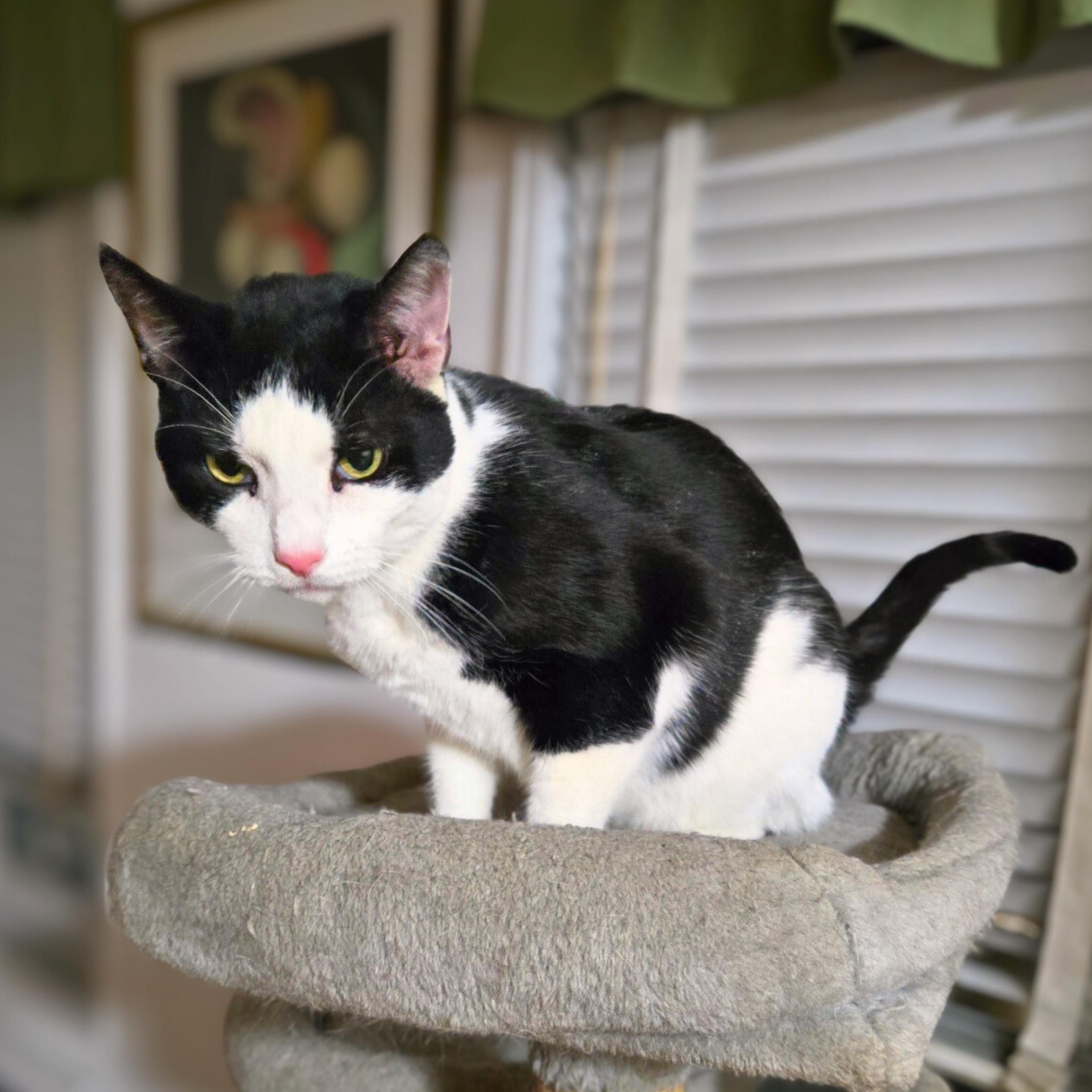 Mix, a ADOPTABLE mixed breed in New York, NY image 5/6