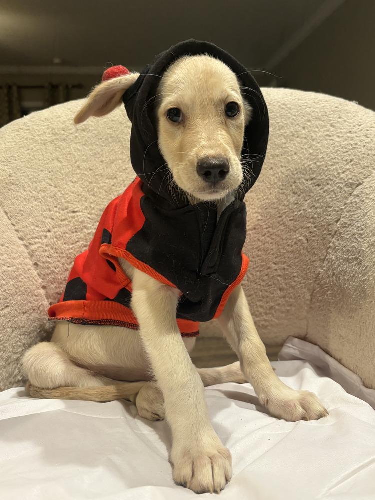 Enlarge Honey, a Adopted mixed breed in Commerce City, CO image 2/6