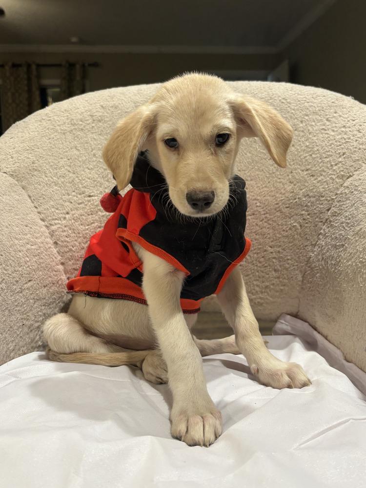 Honey, Adopted, Puppy Female Golden Retriever.