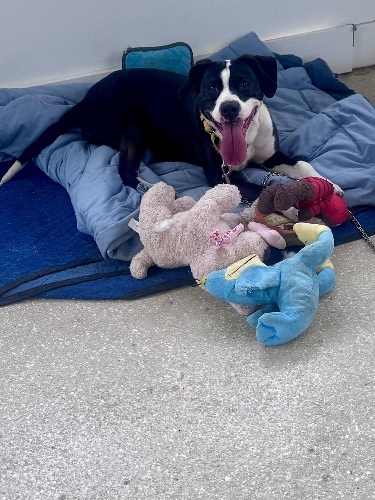 Enlarge Olivia, a Adoptable mixed breed in Kalamazoo, MI image 1/6